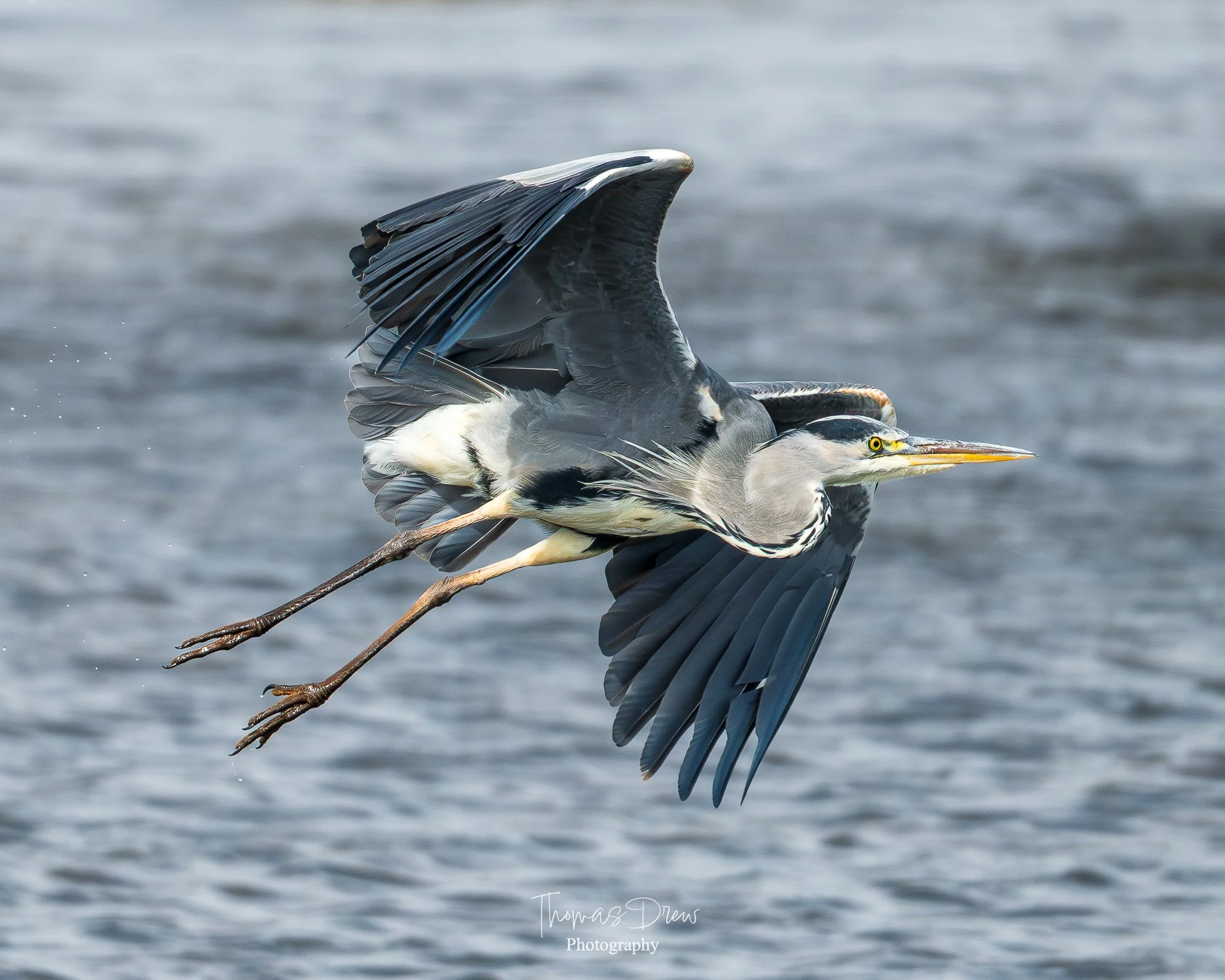 A heron flying low over water with outstretched wings and extended legs.