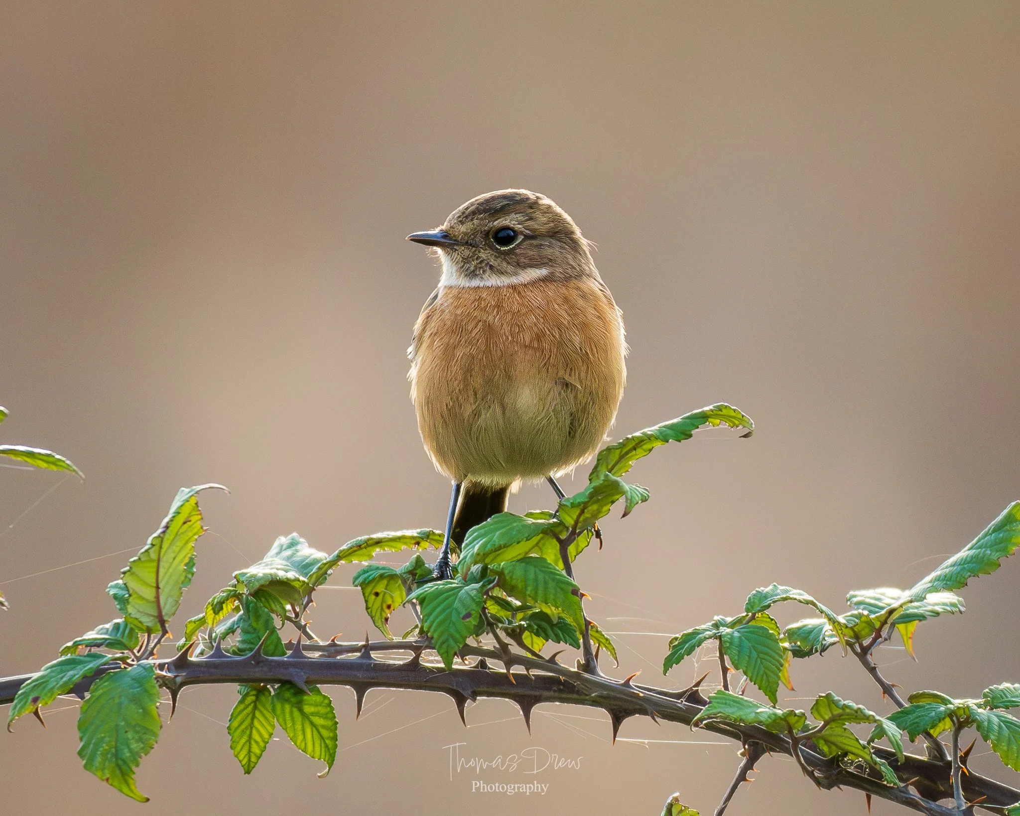 A Stonechat, a small brown bird perched on a thorny branch with green leaves against a blurred background.