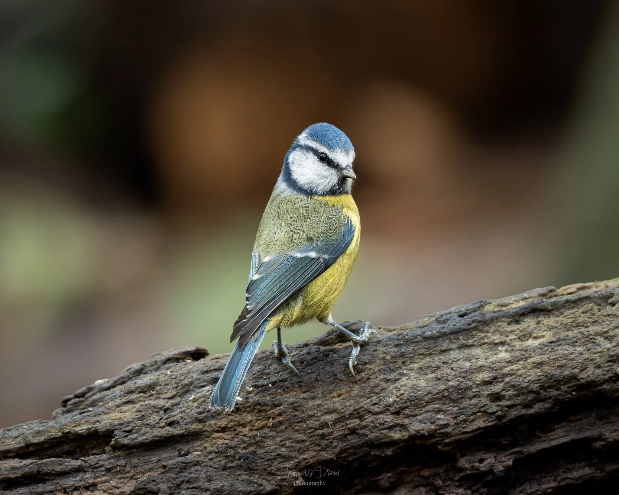 A Blue Tit, a blue and yellow bird perched on a piece of wood with a blurred brown and green background.