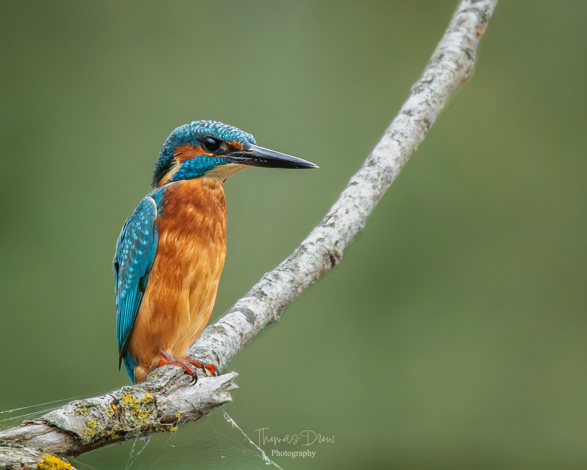 A colorful kingfisher bird perched on a diagonal tree branch, with a blurred green background.