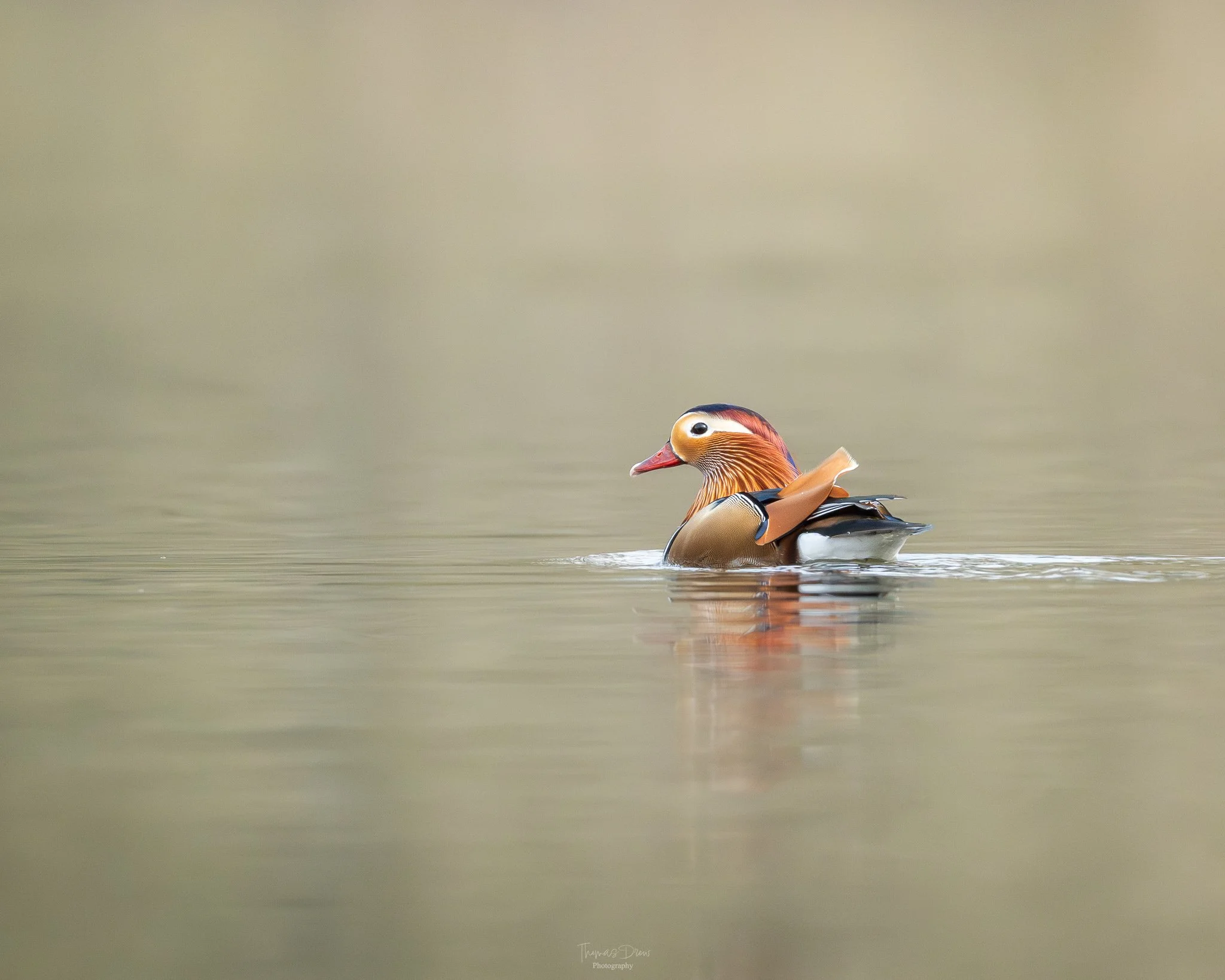 Image of a colorful Mandarin duck swimming on calm water with a blurred natural background.