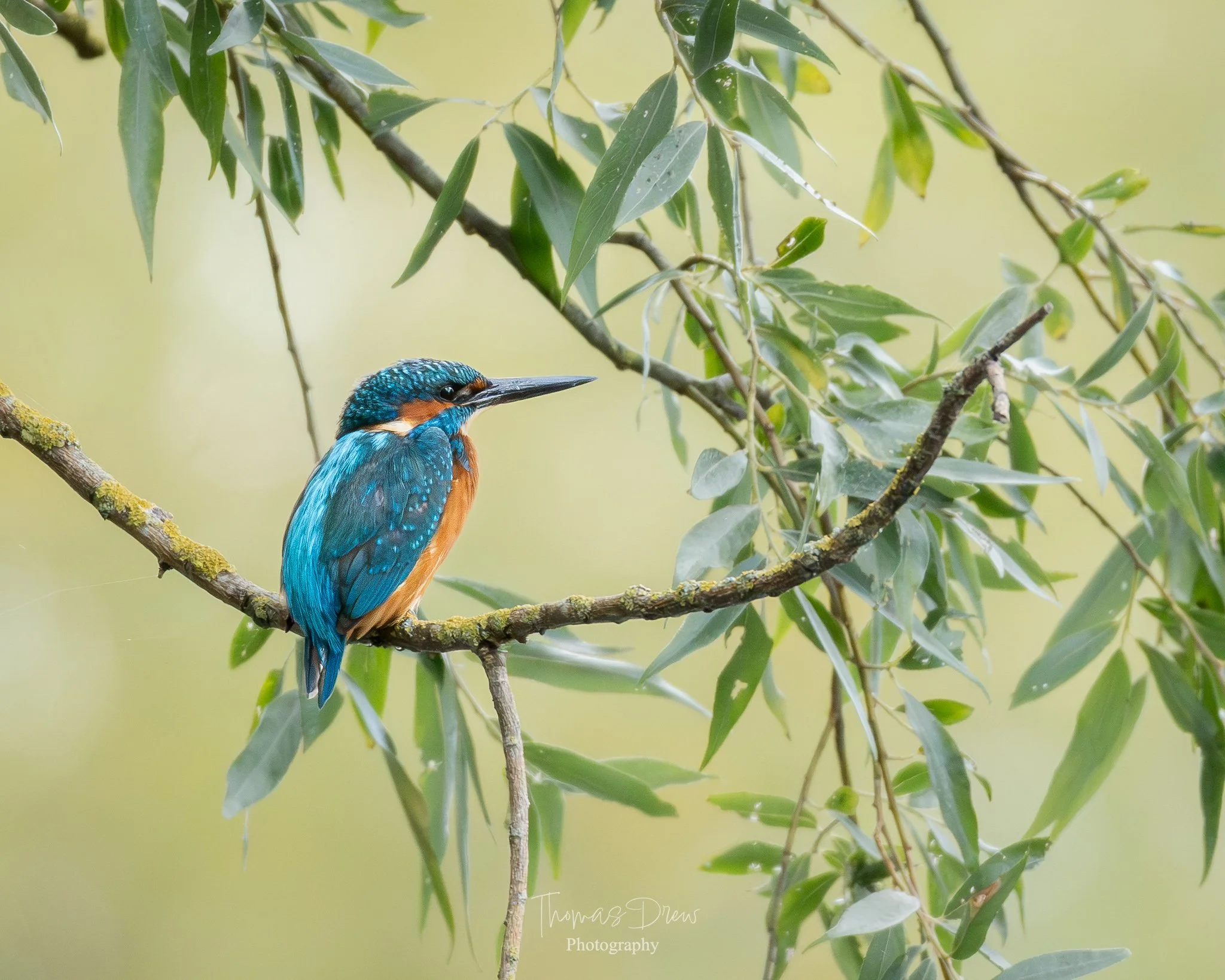 A colorful kingfisher bird perched on a branch surrounded by green leaves, with a blurred light green background.