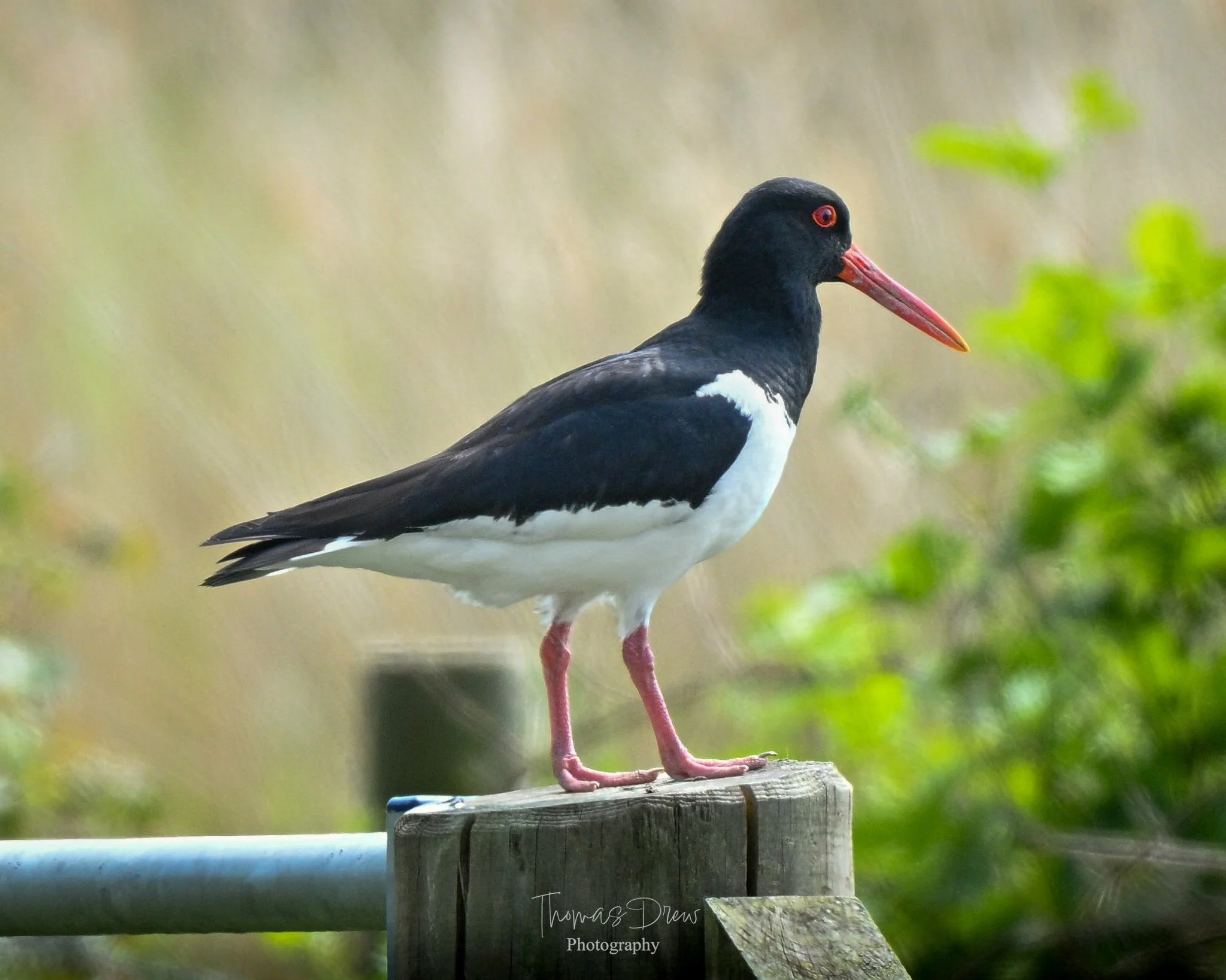 Image of a Oystercatcher, a black and white bird with a long red beak and red legs, perched on a wooden post outdoors with a blurred background of green and beige foliage.