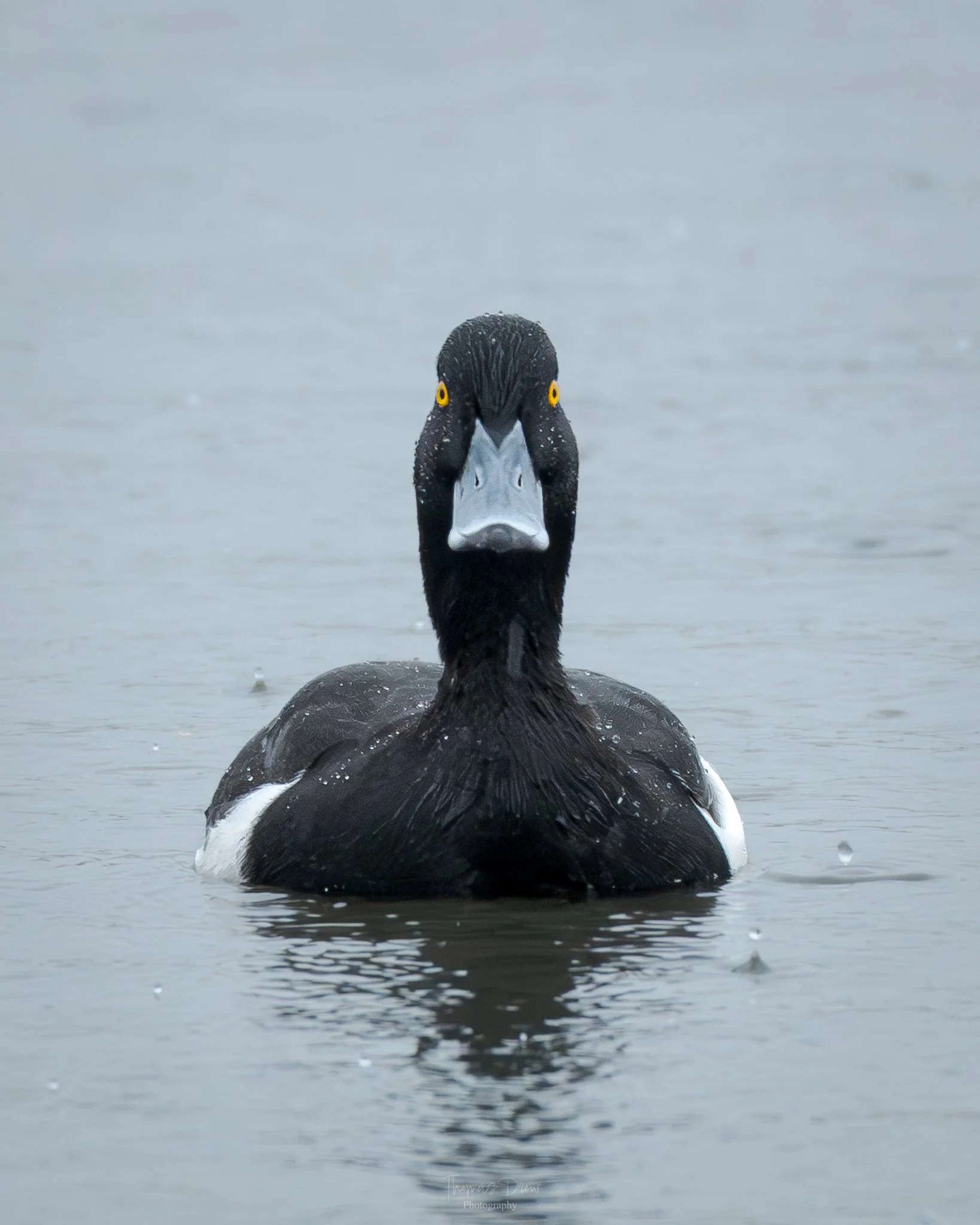 Image of a tufted duck, a black duck with yellow eyes and a light blue beak swimming in calm water.