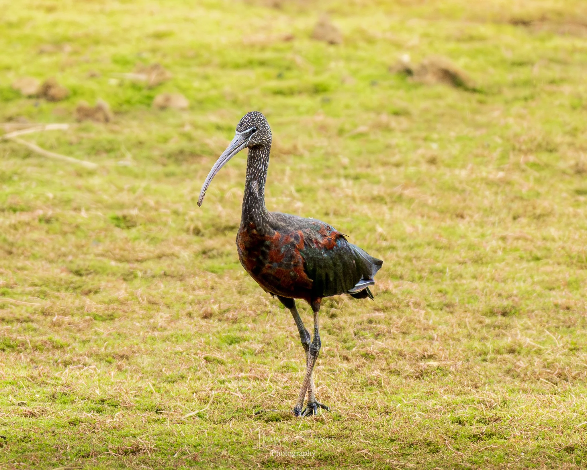 A Glossy Ibis, a brown and black bird with a long, curved beak standing on grass.