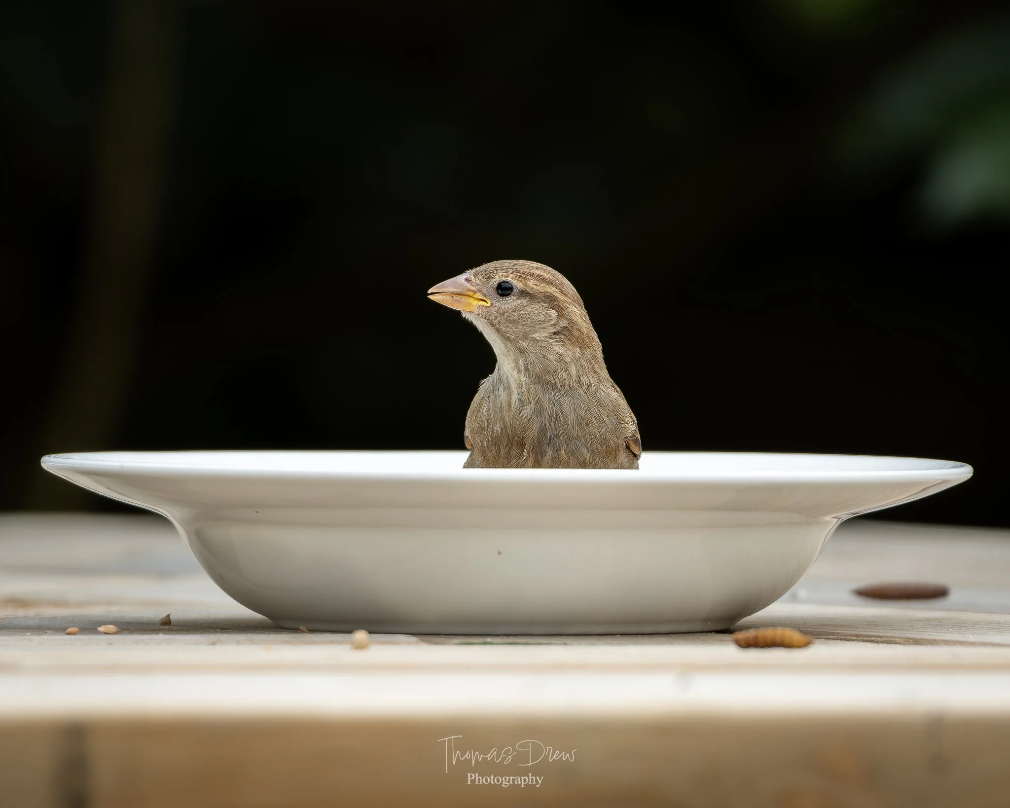 Image of a small brown bird, a Sparrow with a yellow beak sitting in a white dish on a wooden surface, with a dark blurred background.