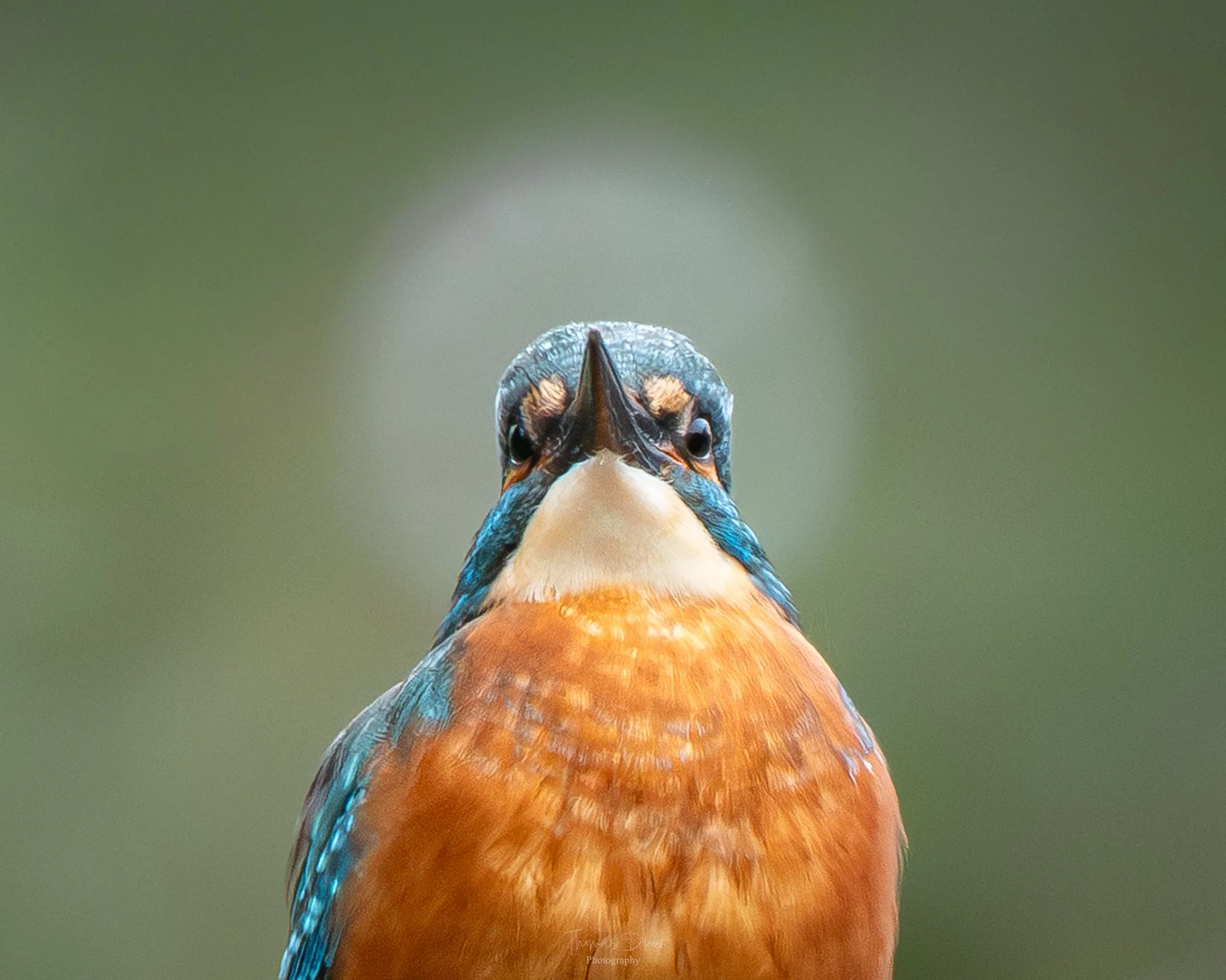 Close-up of a colorful kingfisher bird with a blurred green background.
