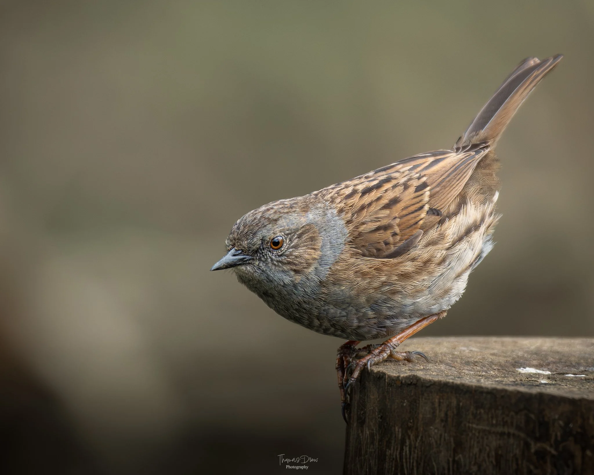 DSC_9508-2.jpg