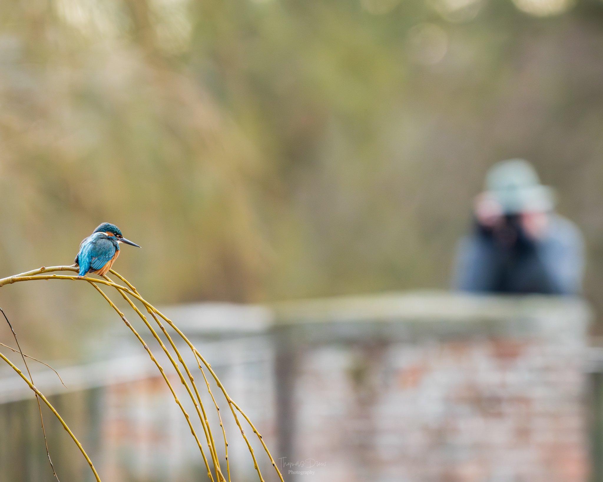 A colorful kingfisher bird perched on a yellow tree branch in the foreground, with a blurred person in a hat and background.