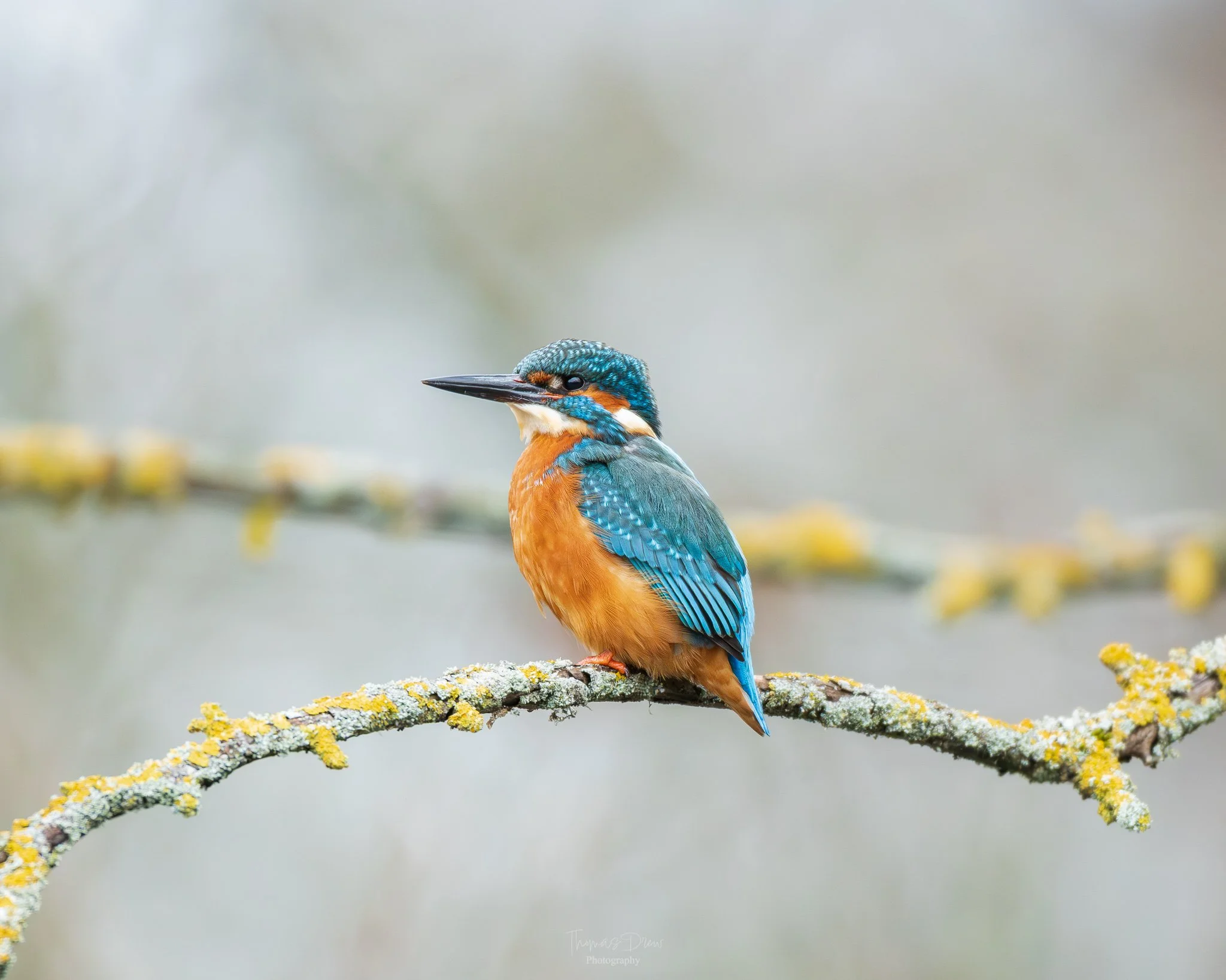 A colorful kingfisher bird perched on a lichen-covered branch with a blurred grayish background.