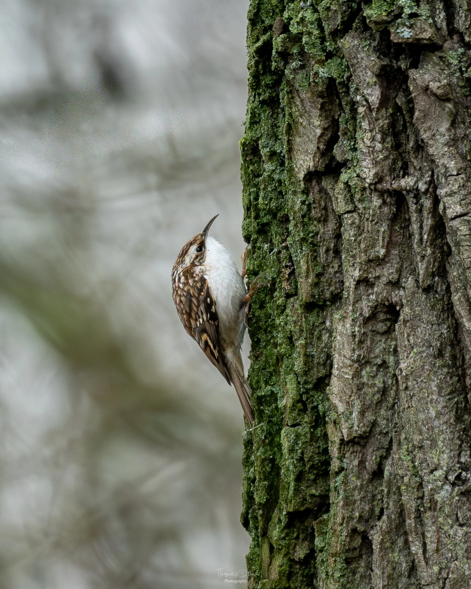 A small Treecreeper with brown and white feathers perched on the side of a tree trunk with rough, textured bark and moss, pecking at the bark with a slightly curved beak.