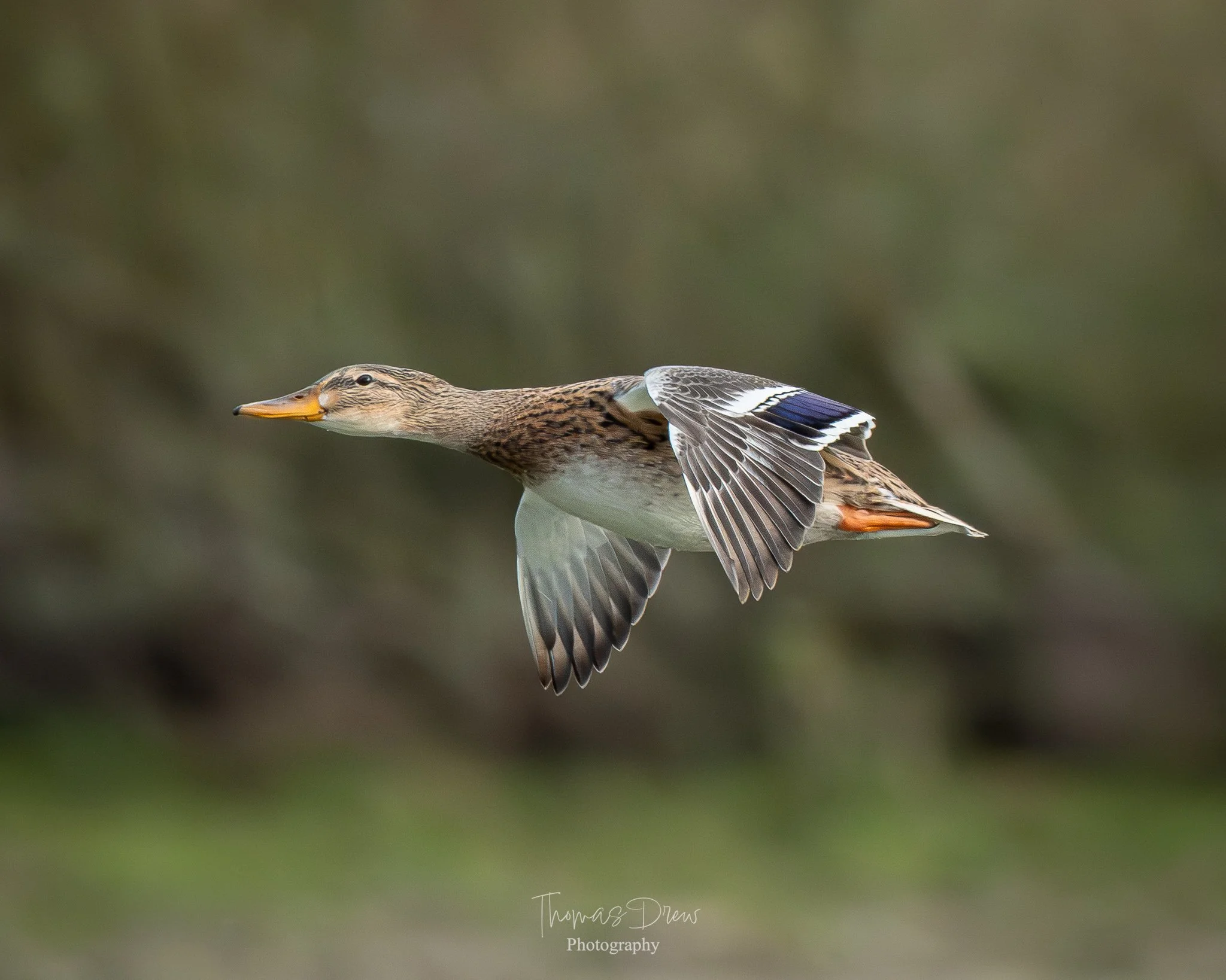 A female mallard duck in mid-flight with a blurred natural background.