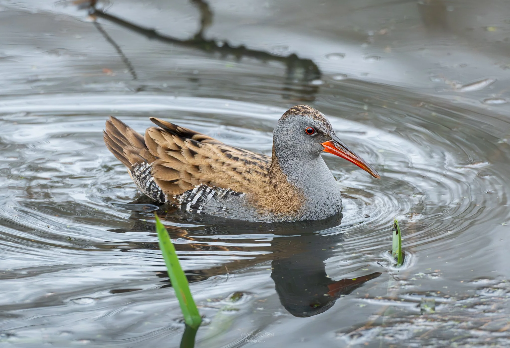 A Water Rail swimming in the water with surrounding green grass and water ripples.