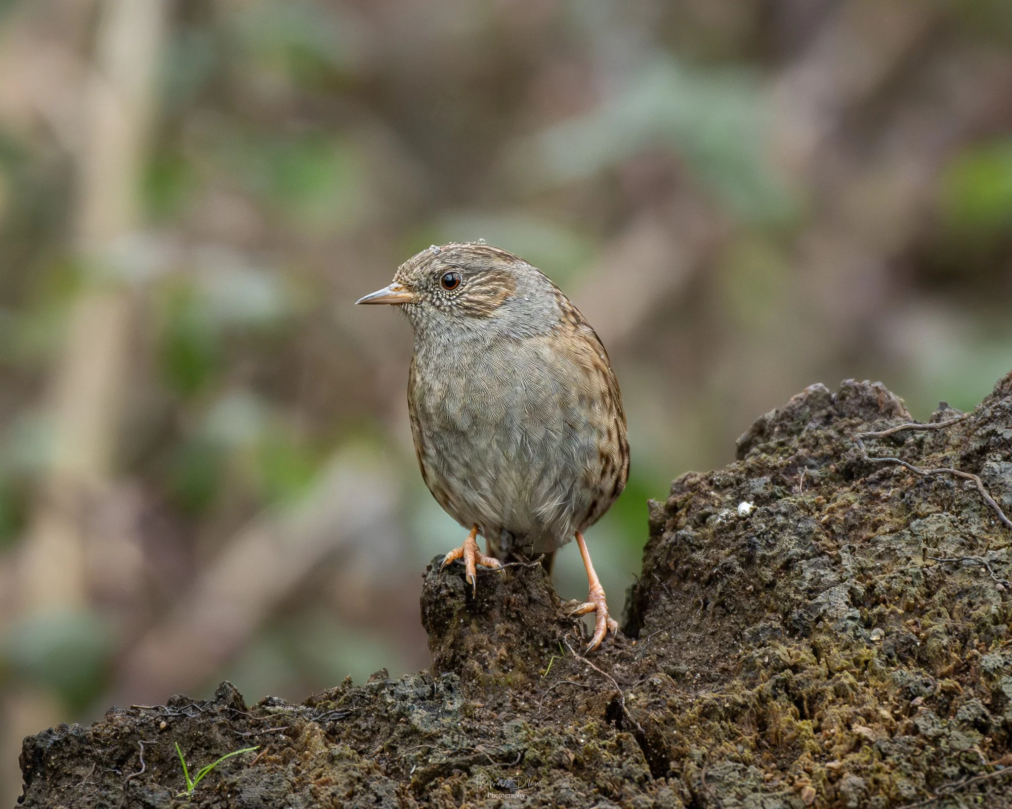 A Dunnock, a small brown bird with streaked plumage perched on a muddy tree stump with a blurred green and brown background.