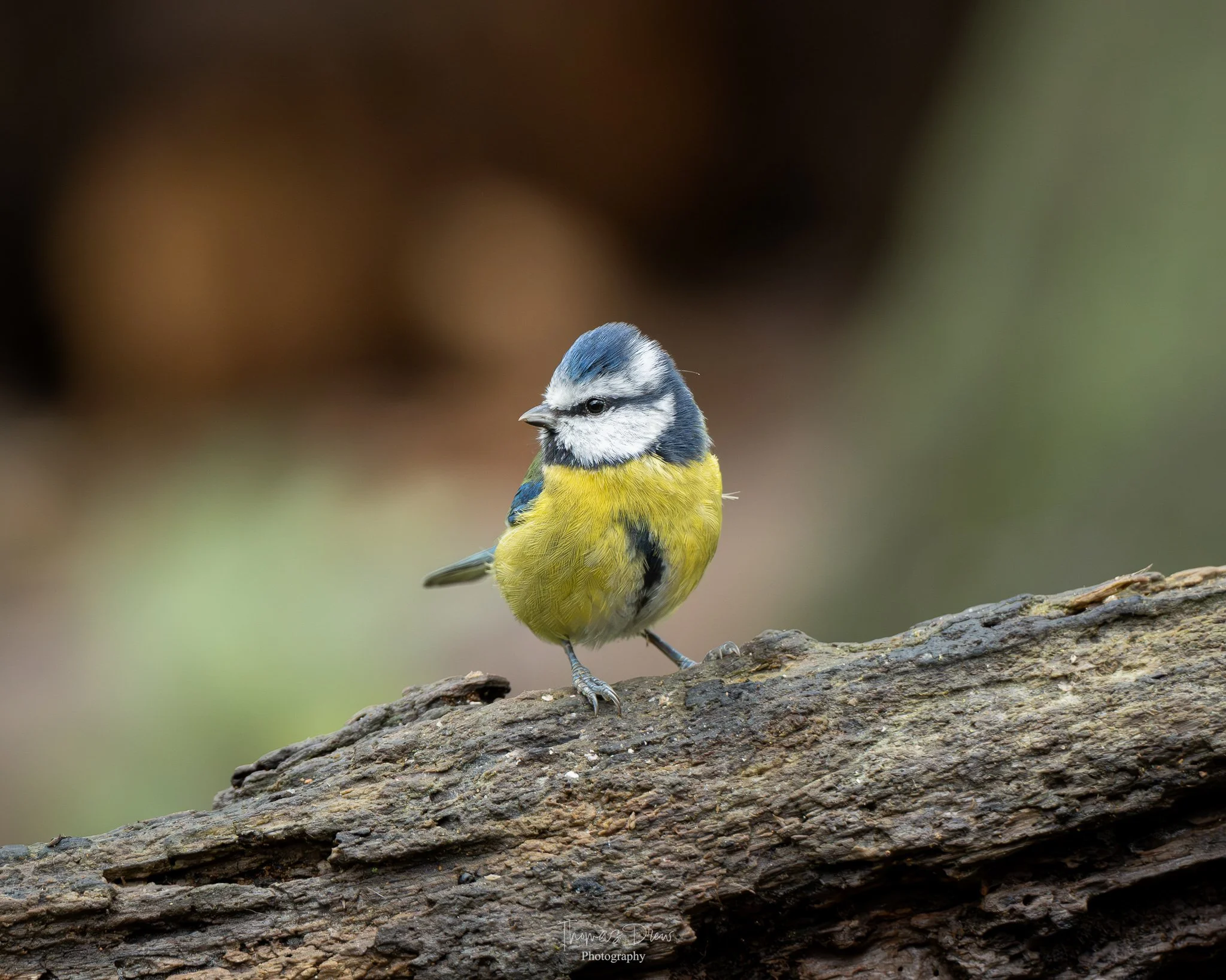 A Blue Tit, a small blue, yellow, and grey bird perched on a rough brown branch.