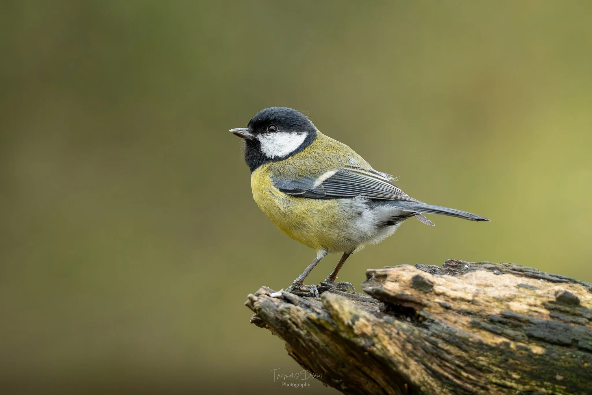 A Great Tit, a small bird with black, white, and yellow feathers perched on a log.
