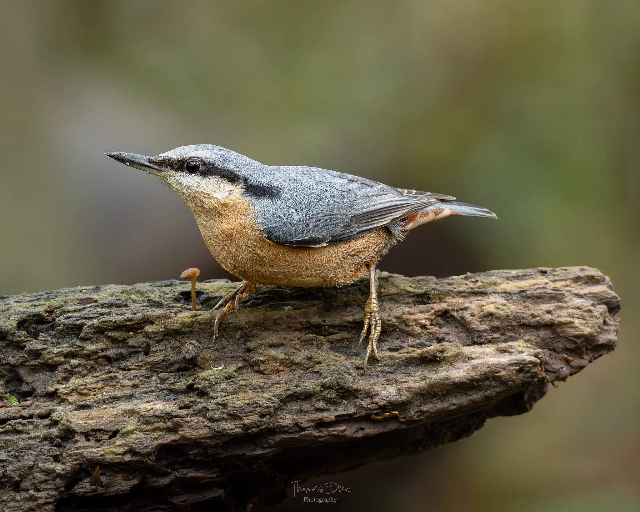A Nuthatch bird perched on a rough piece of wood with a blurred natural background.