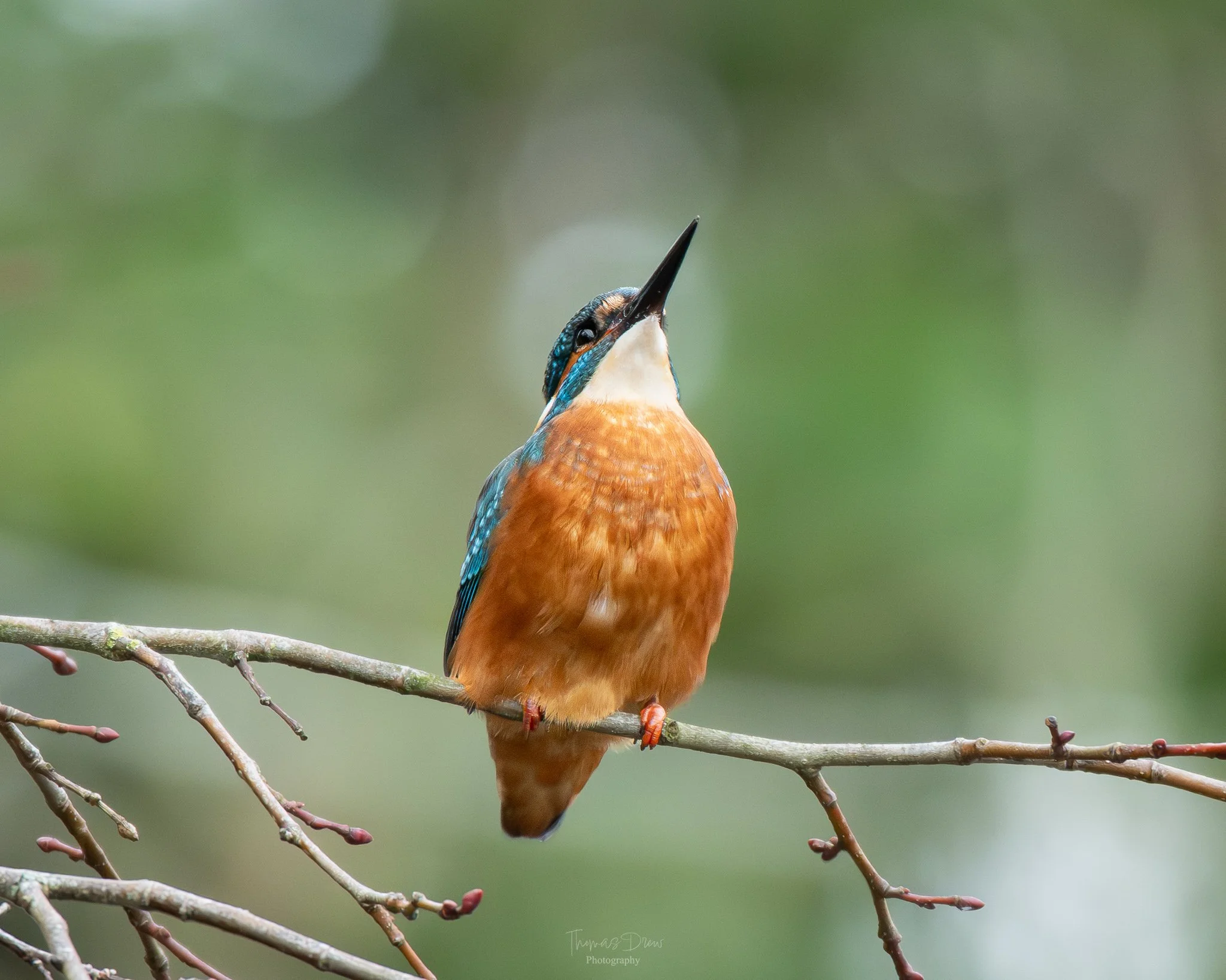 A colorful kingfisher bird perched on a branch, with its head tilted upward and a blurred green background.