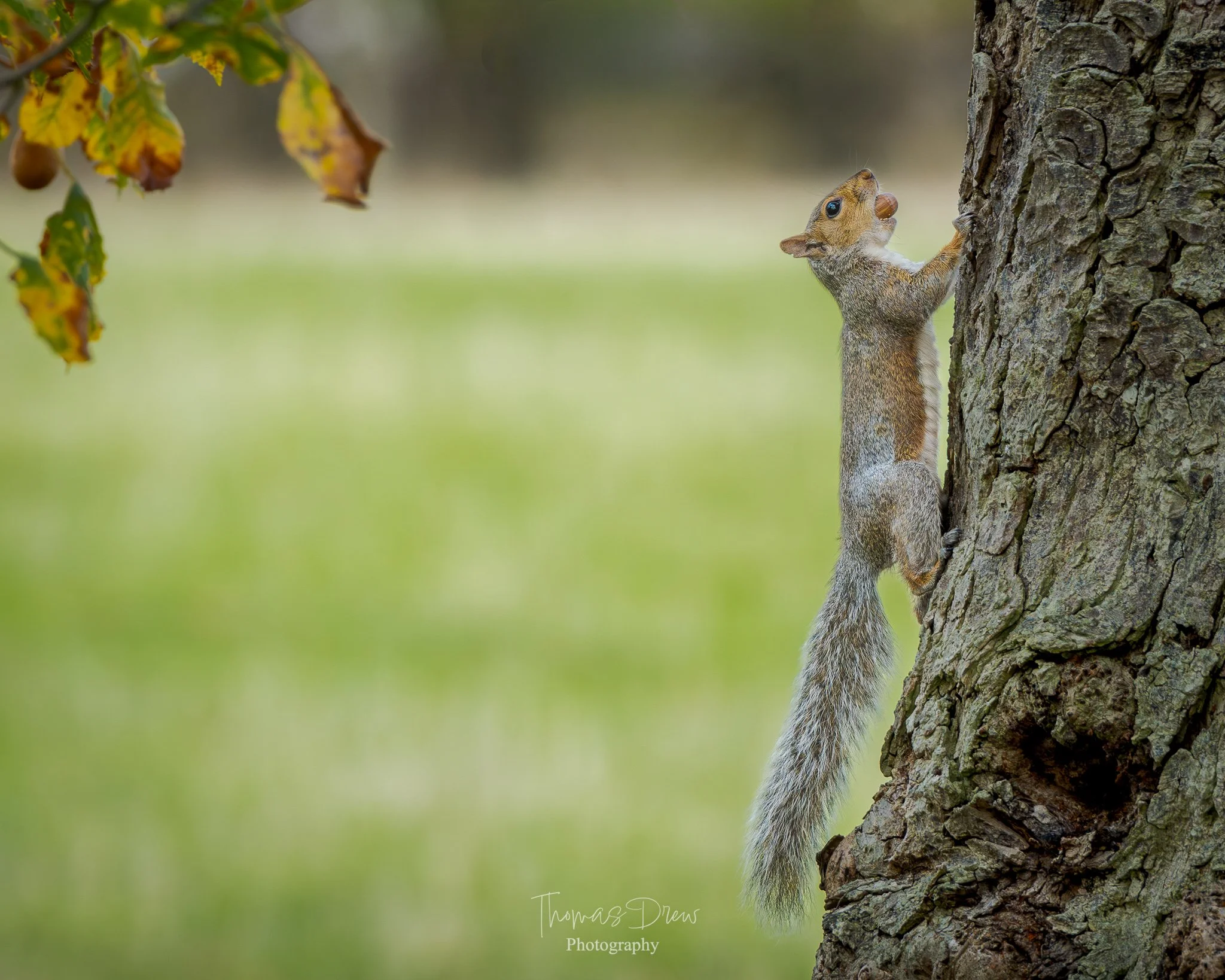 Image of a squirrel climbing a tree with a nut in its mouth on a grassy background.