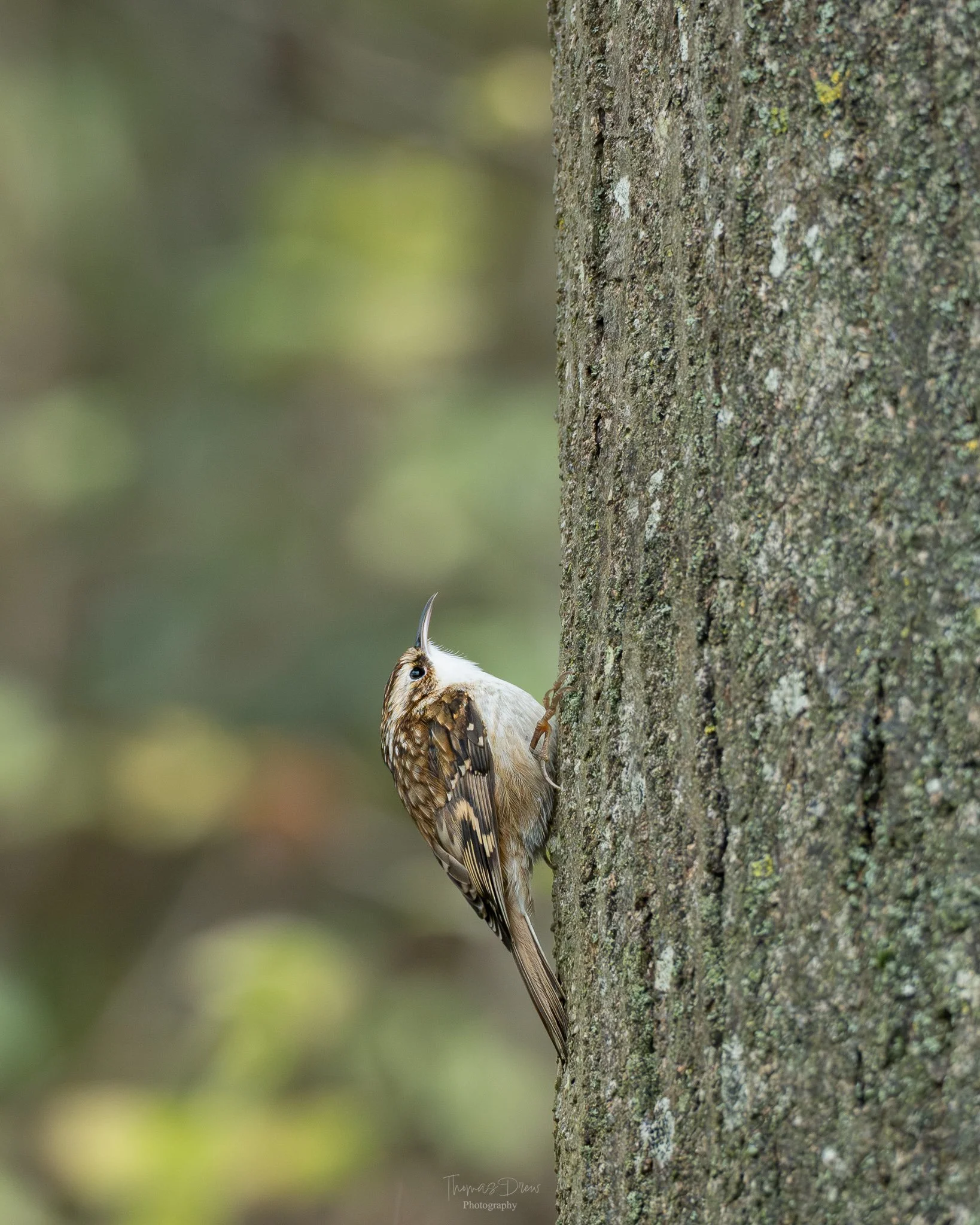 A Treecreeper clinging to the side of a tree trunk in a forested area with a blurred green background.