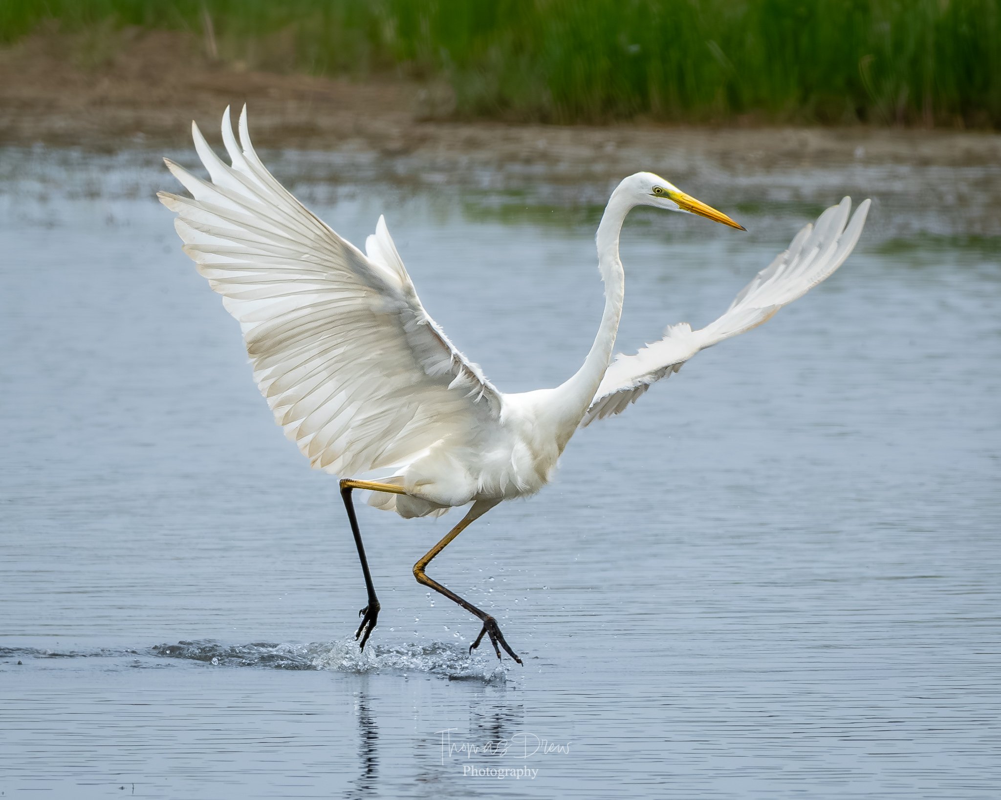 A great egret landing on a water surface with its wings spread wide.