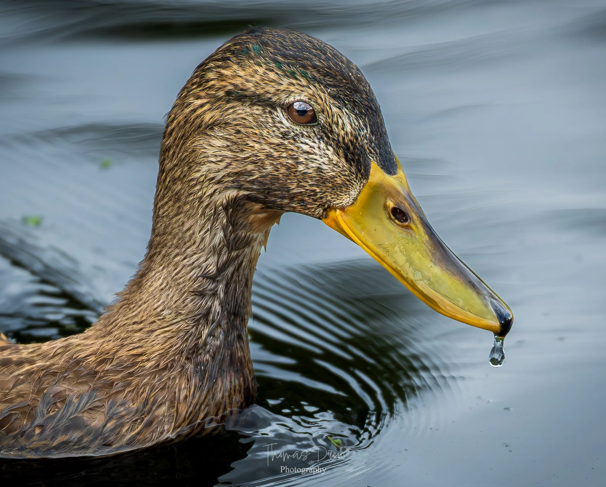 Close-up of a Mallard duck swimming in water, with a droplet hanging from its yellow beak.