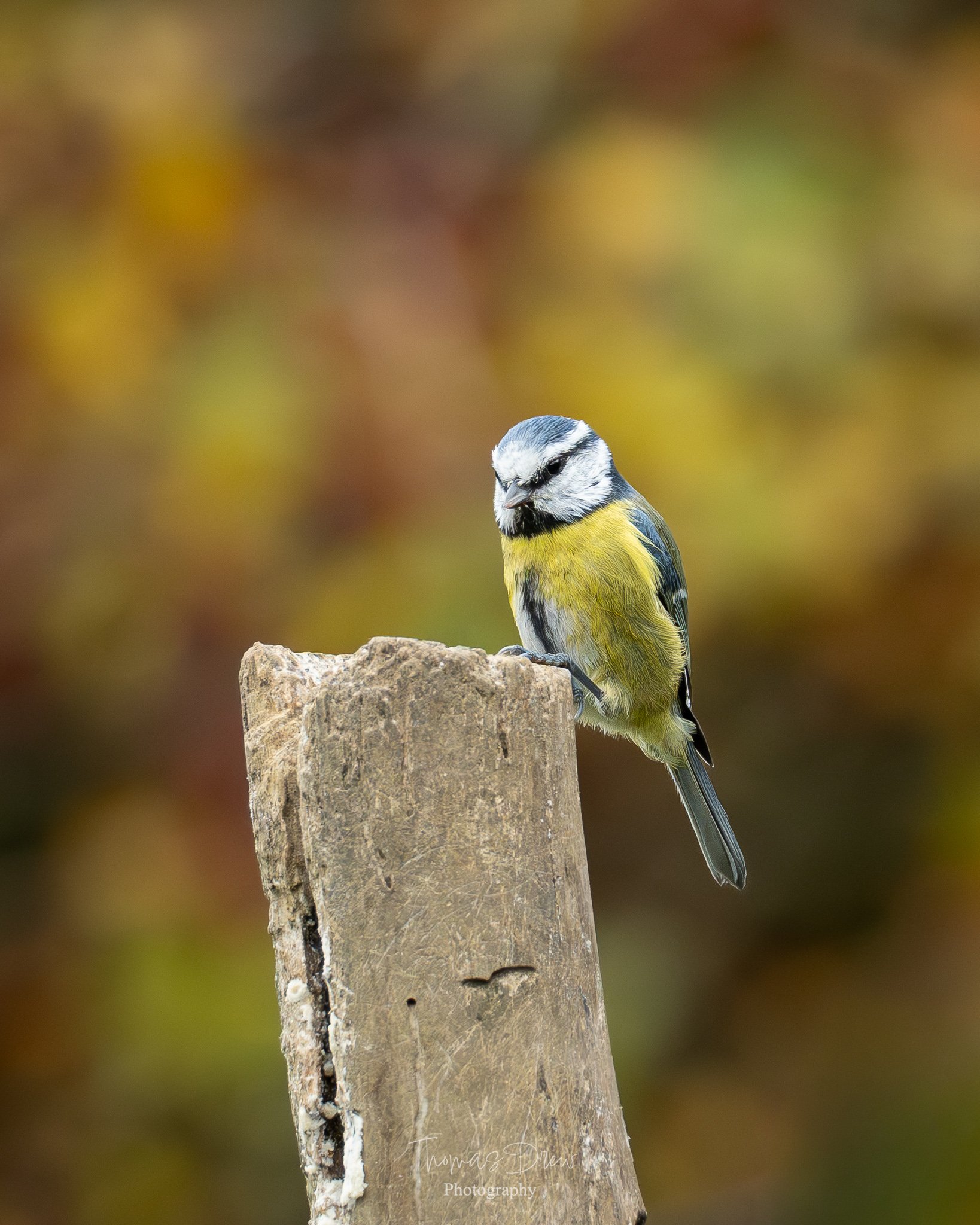 A Blue Tit perched on a weathered wooden post with a blurred autumnal background.