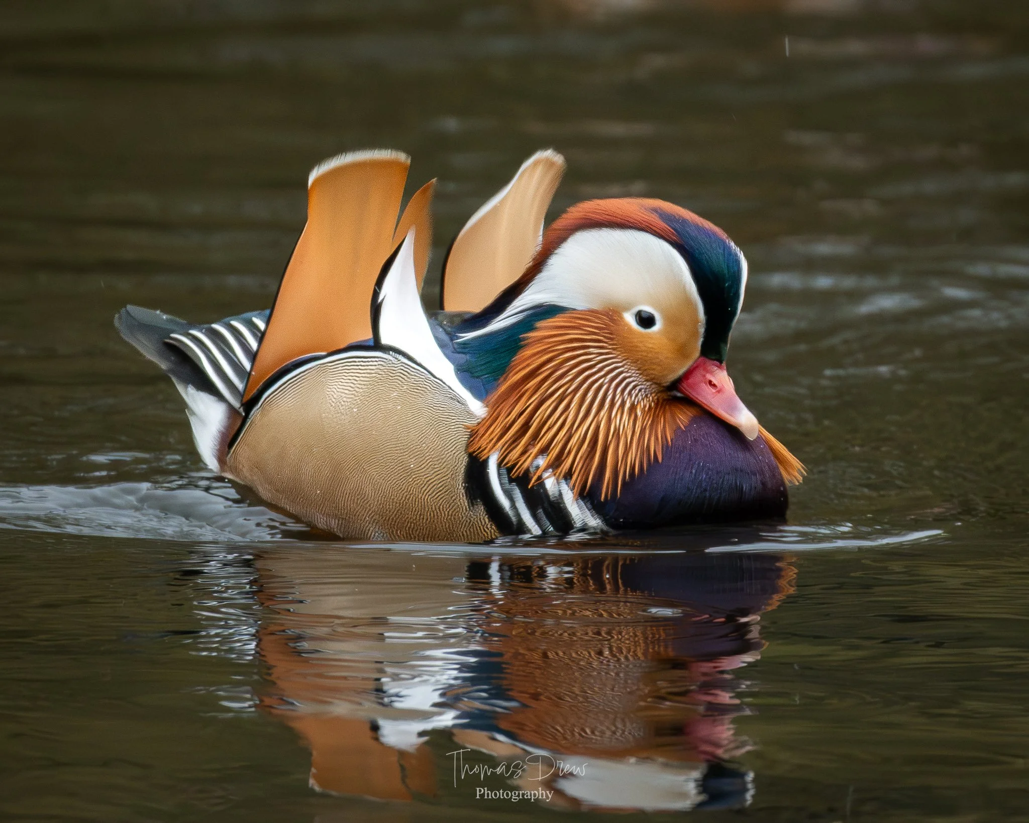 Image of a colourful male mandarin duck floating on water, showing vibrant plumage with orange, white, black, and blue feathers.
