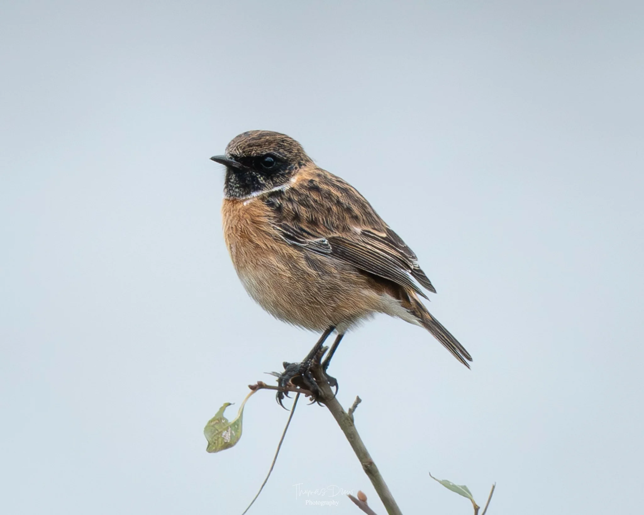 A Stonechat, a small bird with brown and black feathers perches on a thin branch against a plain light grey background.