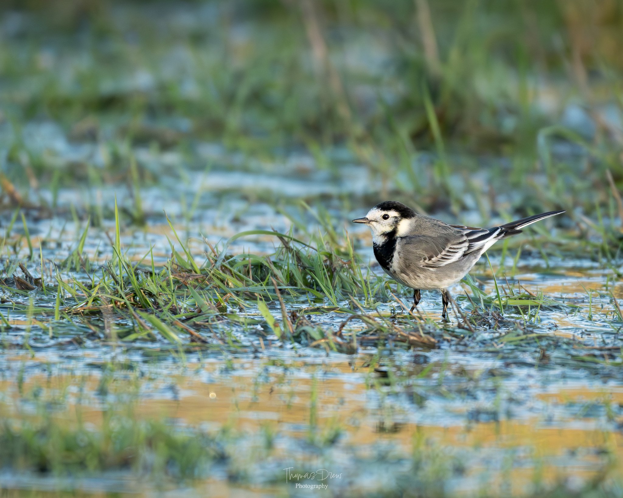 Image of a Pied Wagtail, a small bird standing on wet grass in a marshy area with water and green vegetation.