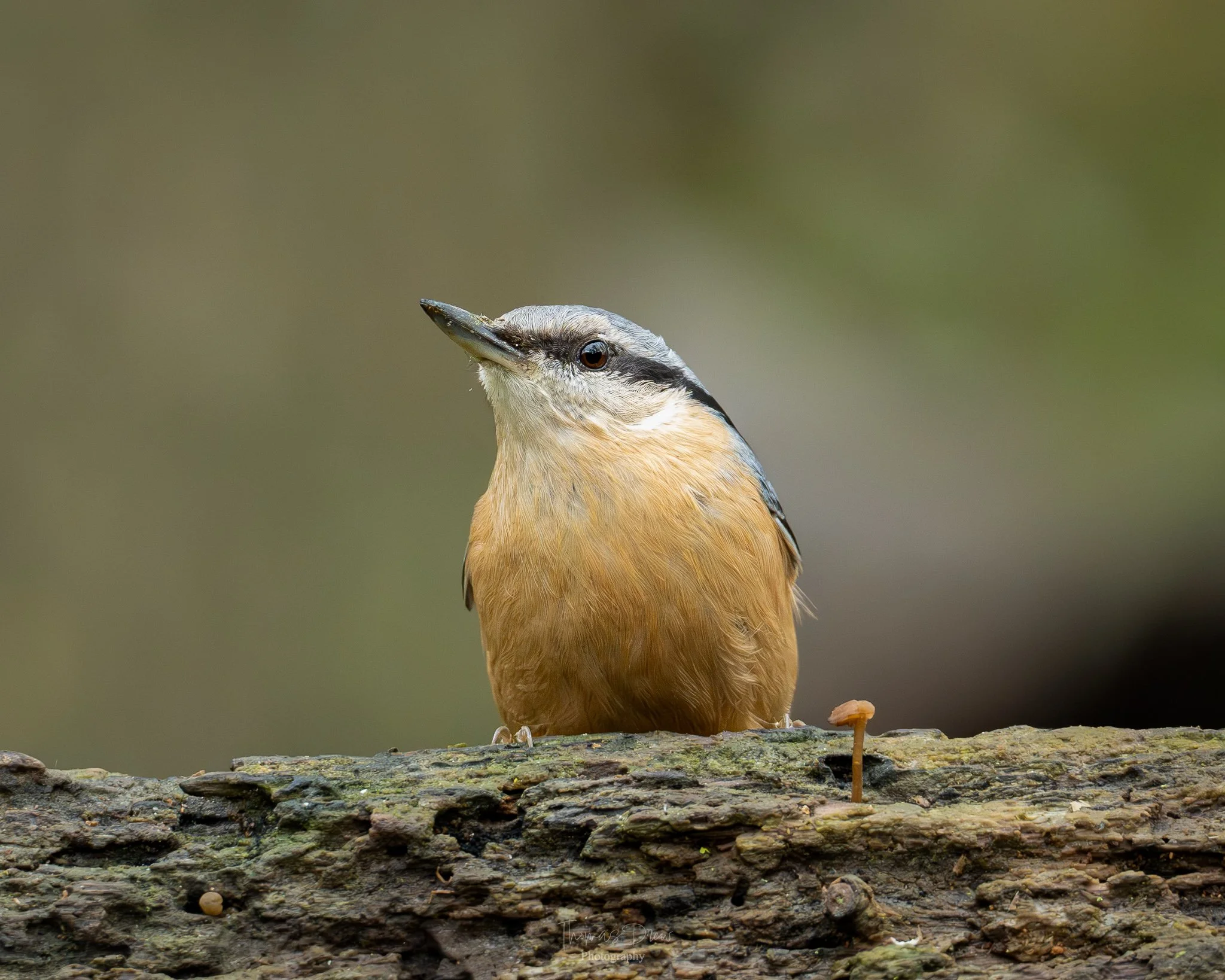 A Nuthatch bird with beige and grey feathers perched on a mossy log, with a blurred background.