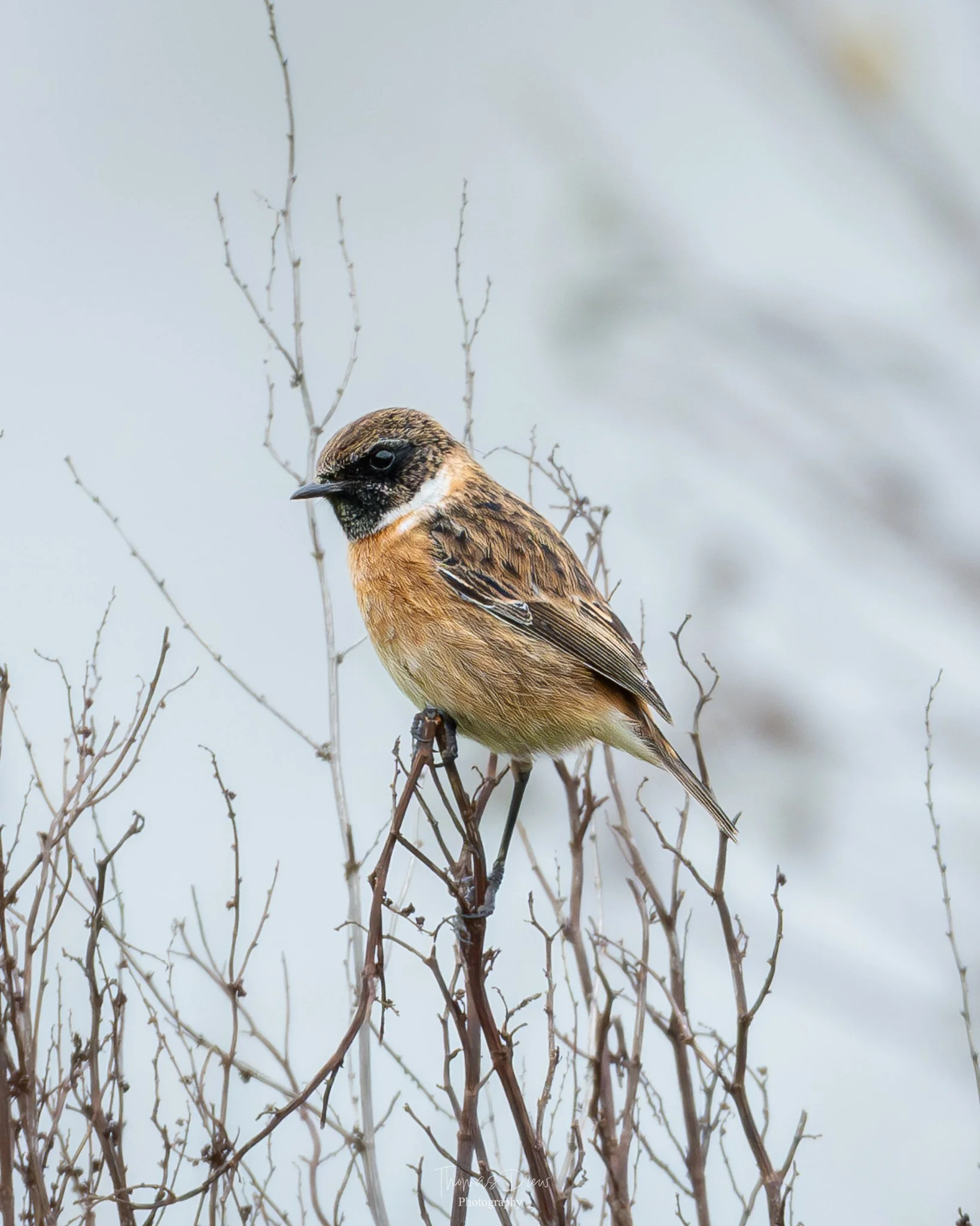 A Stonechat, a small bird perched on a thin branch with a blurred, neutral-coloured background.
