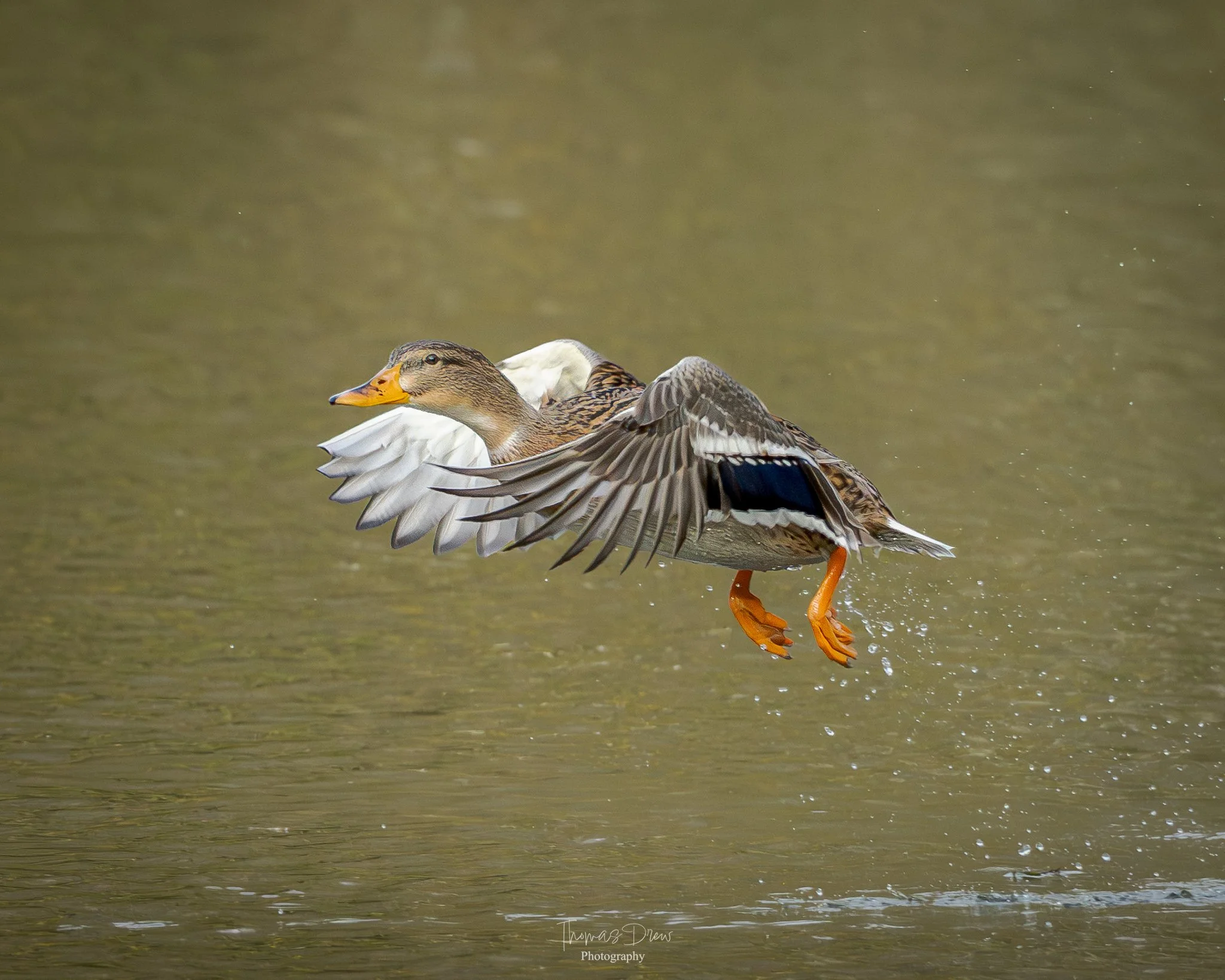 A Female Mallard flying above water with its wings spread wide and legs extended downward.