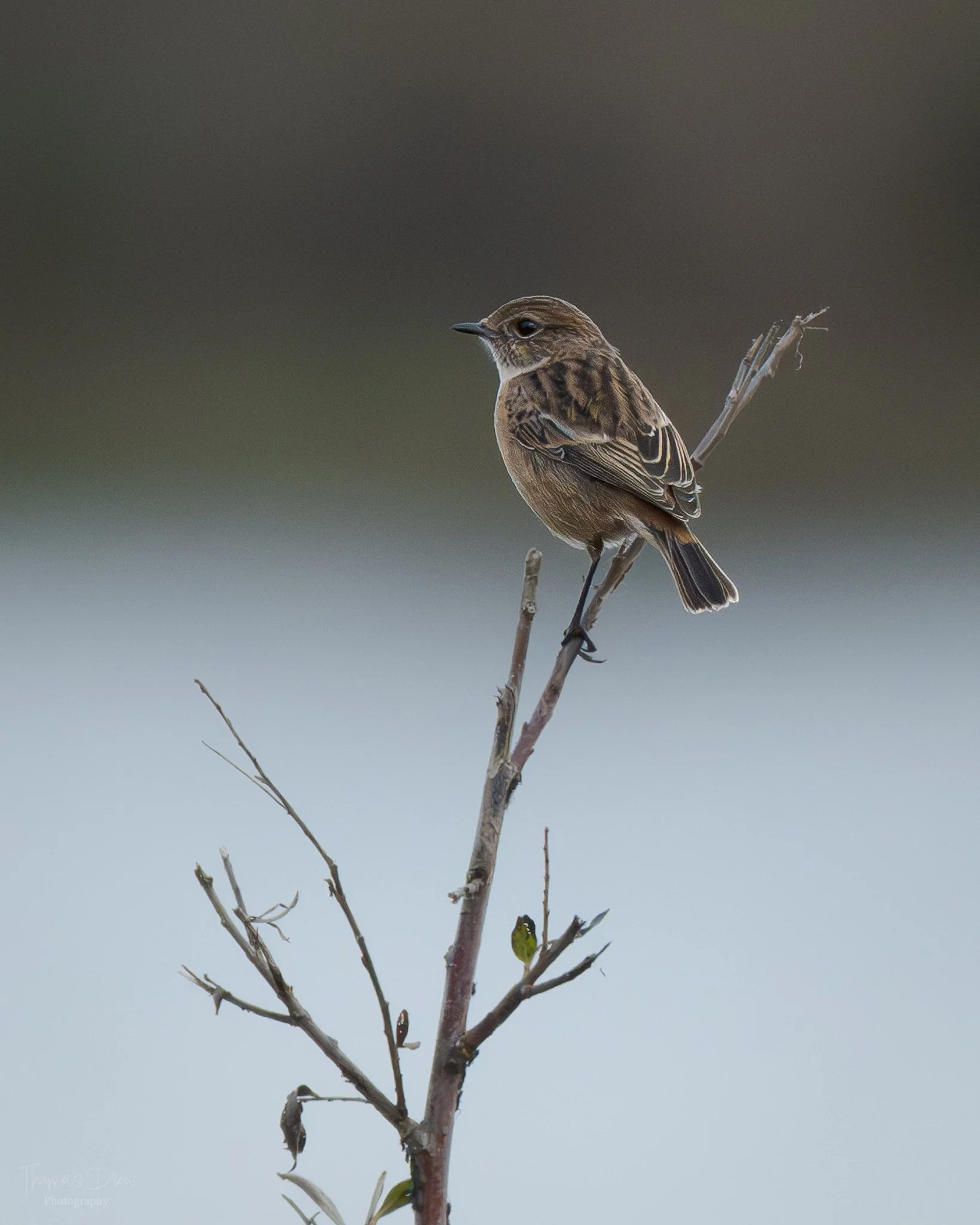 A Stonechat, a small brown bird perched on a thin, leafless branch with a blurred background.