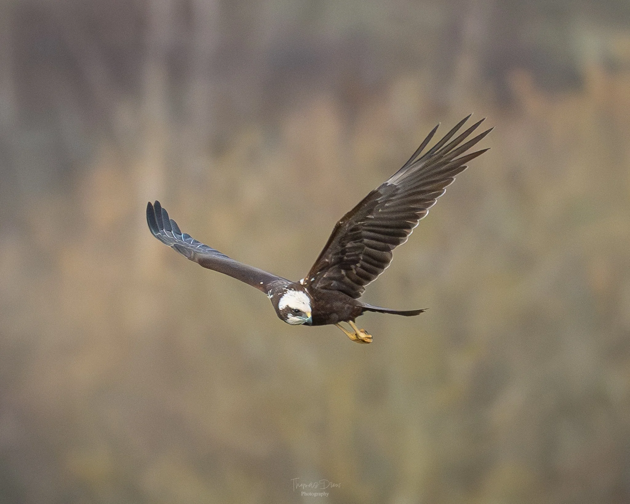 A bird of prey, a Marsh Harrier, flying with wings spread wide, detailed feathers, and sharp talons.