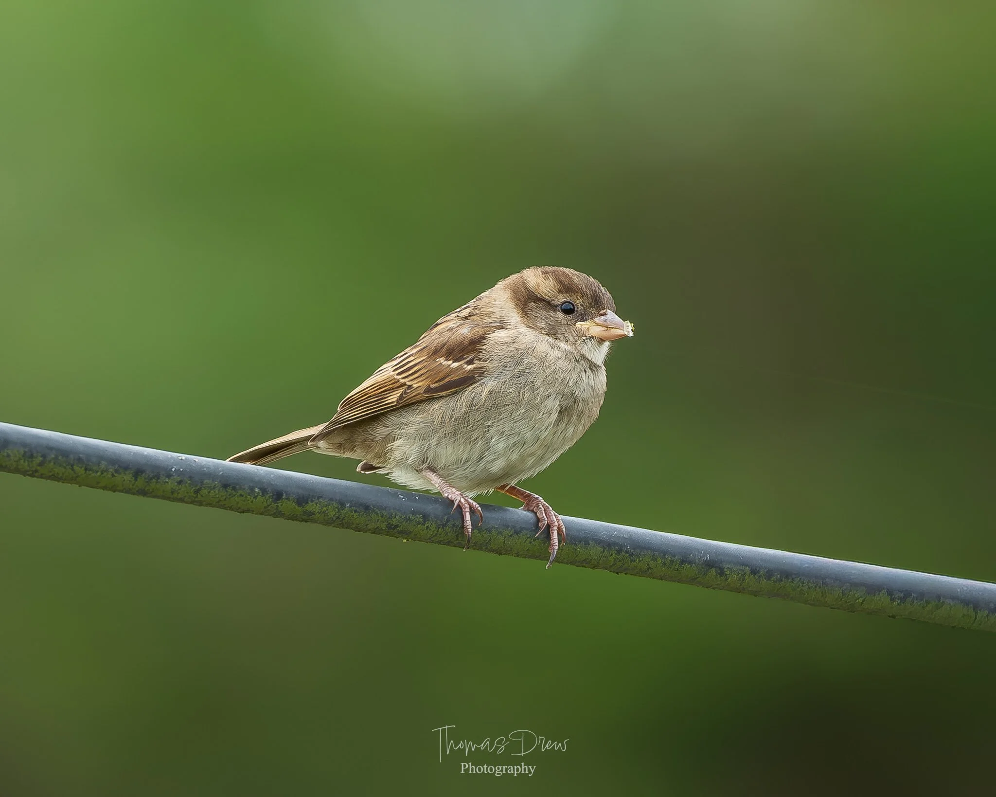 A small bird, a sparrow, perched on a black metal wire with a green blurred background.