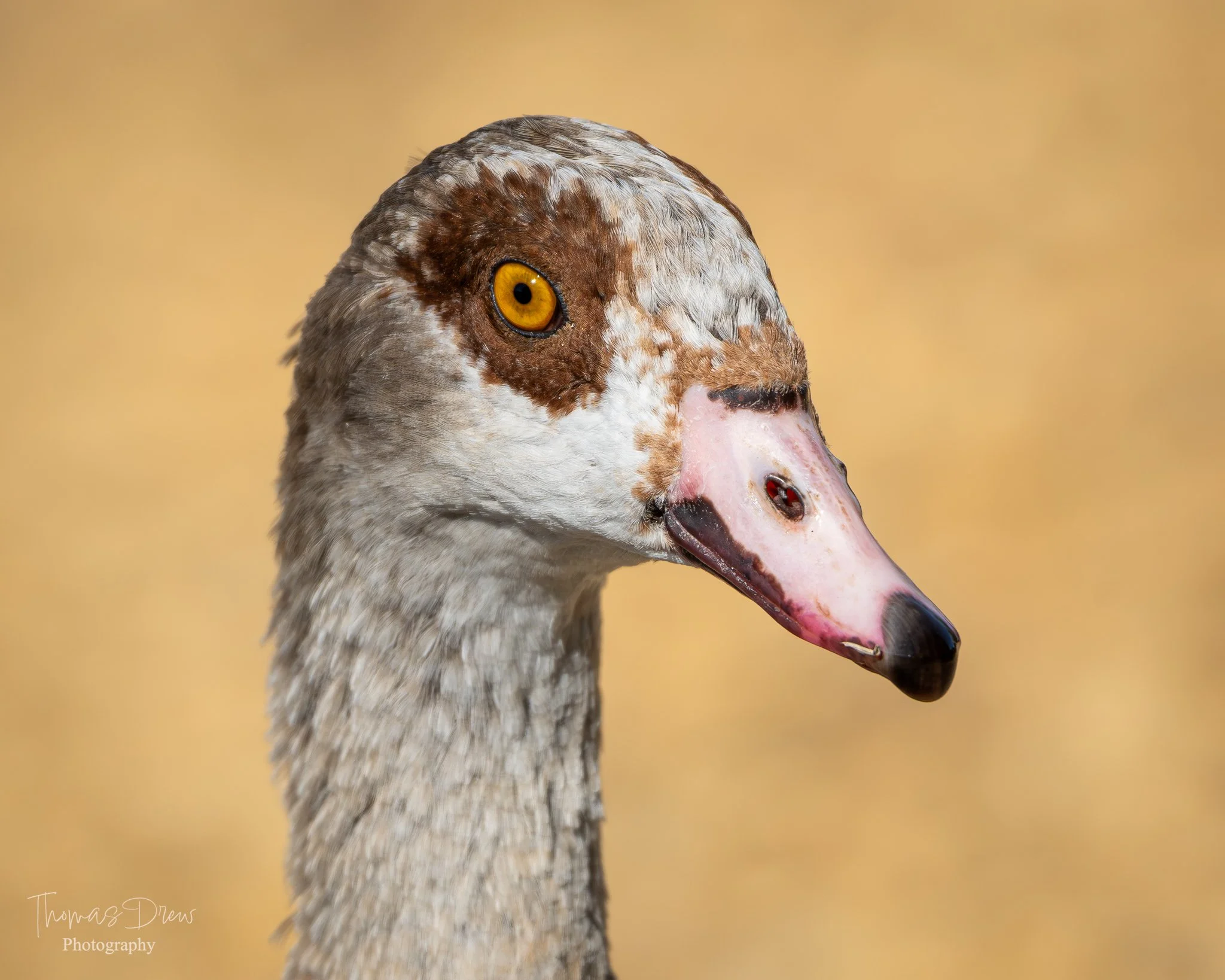 Close-up image of a Egyptian goose's head with yellow eye and pink beak, against a blurred tan background.
