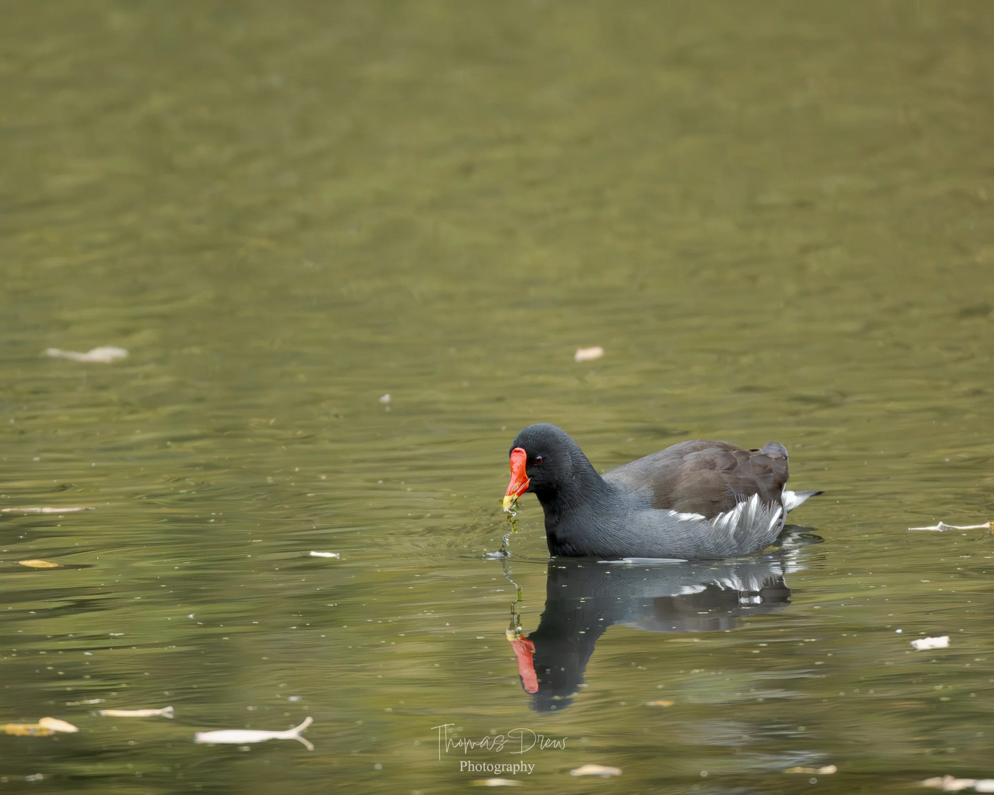 A moorhen swimming in a body of water with a small piece of green plant in its red beak.
