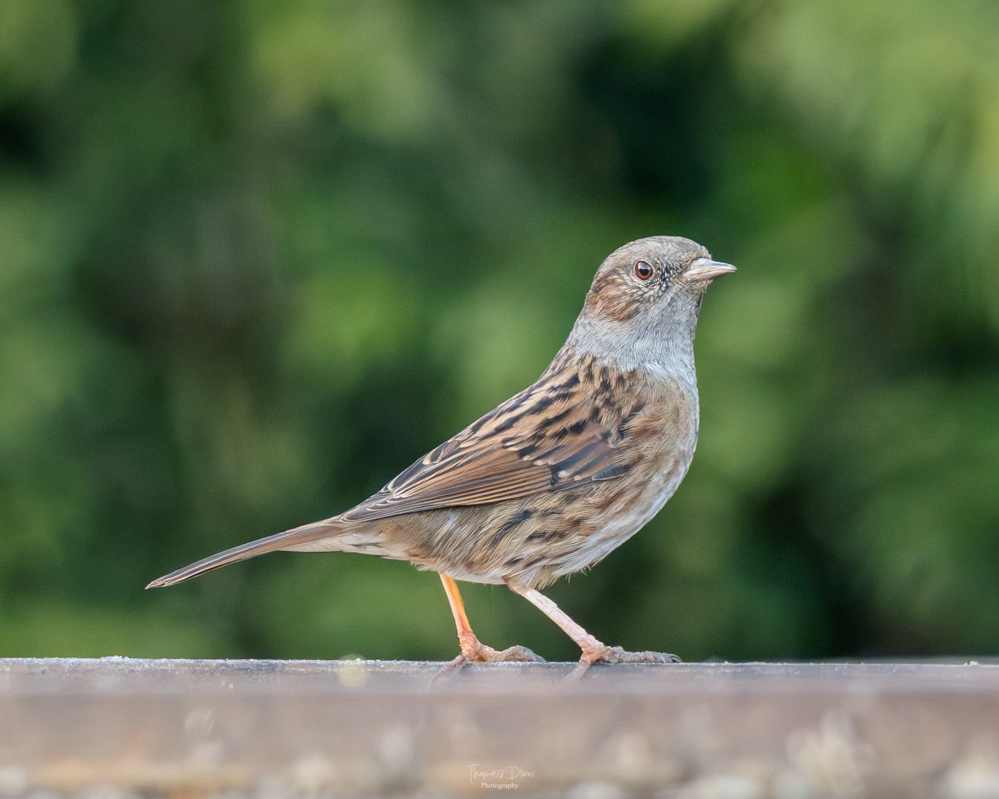 DSC_7932.jpg