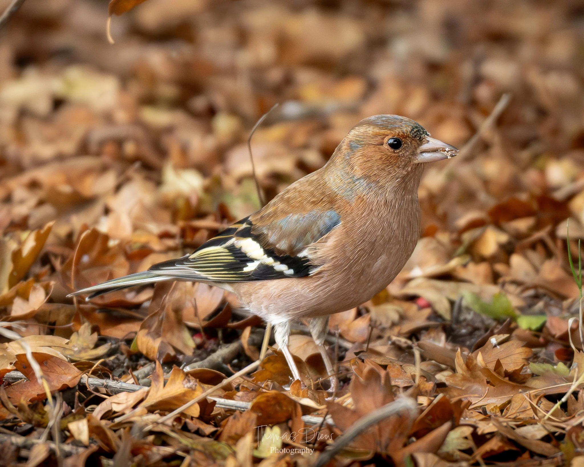 Image of a Chaffinch, a small brown bird with black, white, and yellow markings on its wings, standing among fallen autumn leaves.