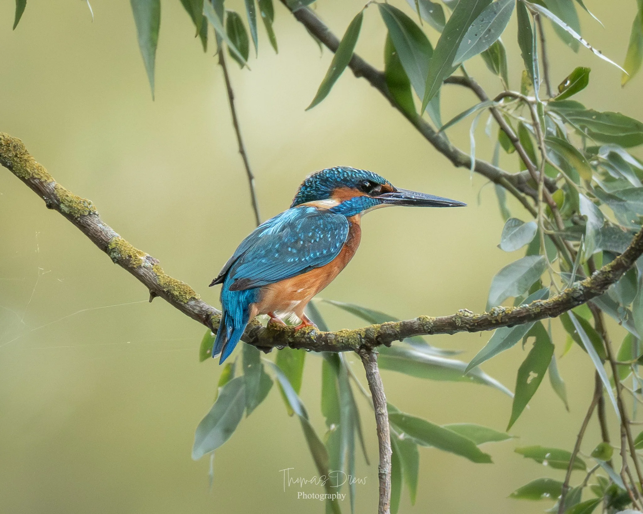 A kingfisher bird with blue and orange plumage sitting on a mossy branch among green leaves.