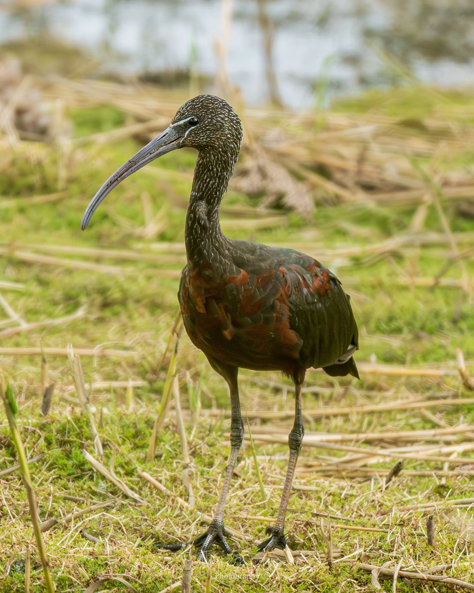 A Glossy Ibis, a glossy, black and brown bird with a long, curved beak standing on grassy wetlands surrounded by dried reeds and tall grasses.