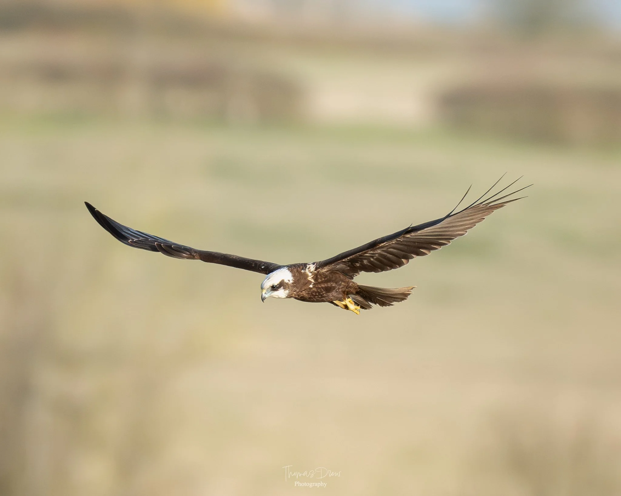 A bird of prey, a Marsh Harrier, flying with wings spread wide in a natural landscape.