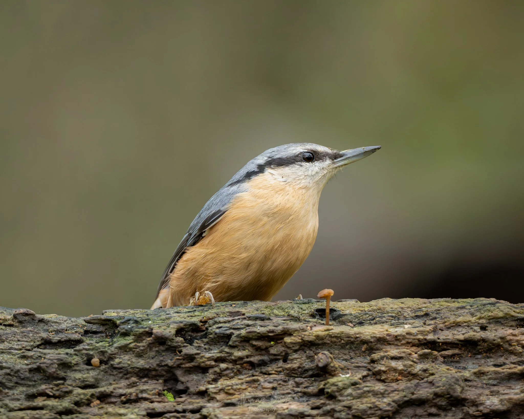 A small bird, a nuthatch, perched on a log with a tiny mushroom nearby, against a blurred natural background.