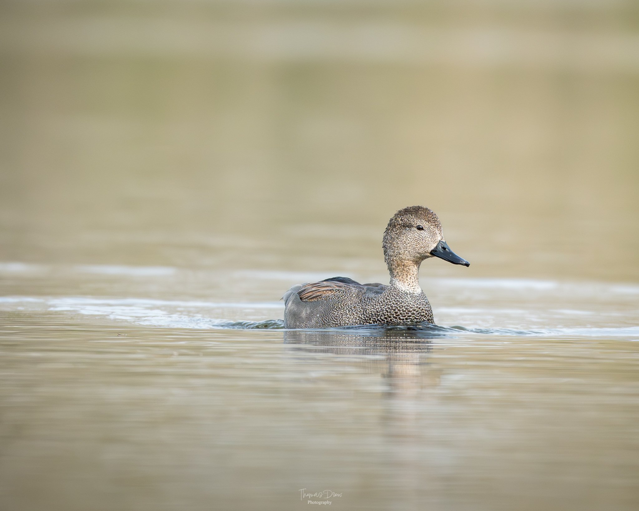 Image of a Gadwall duck swimming in calm water with a blurred background.