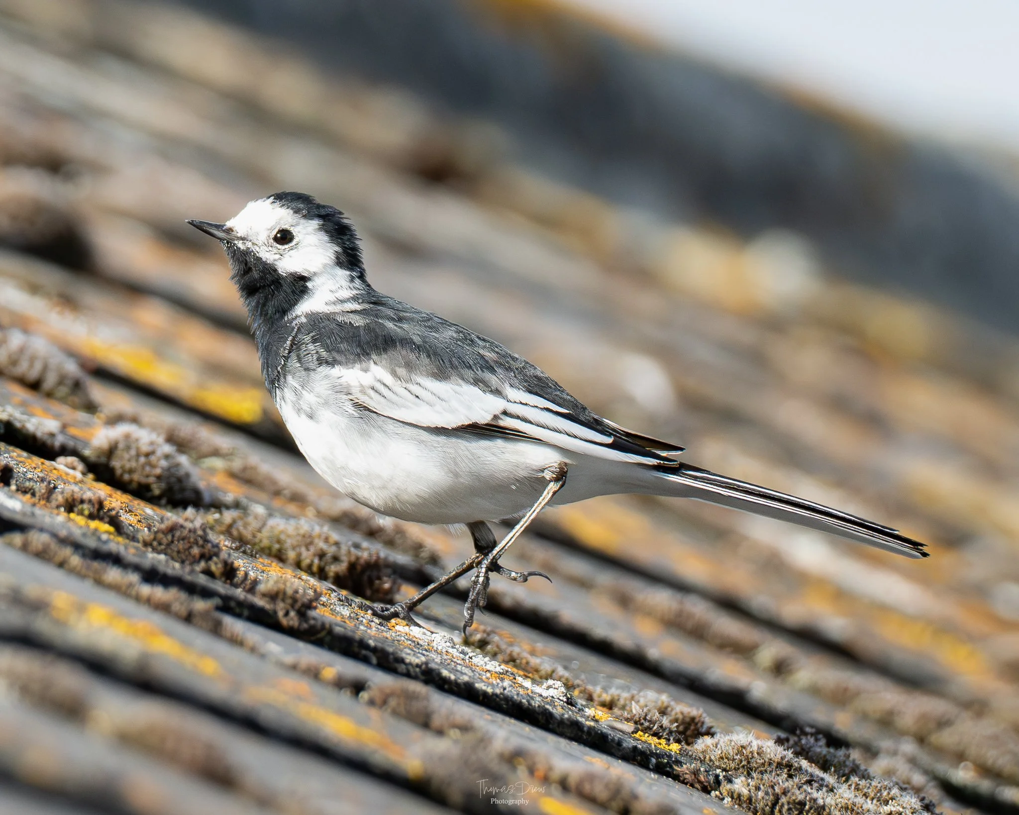 Image of a Pied Wagtail, a black and white bird walking on a textured, weathered wooden surface outdoors.