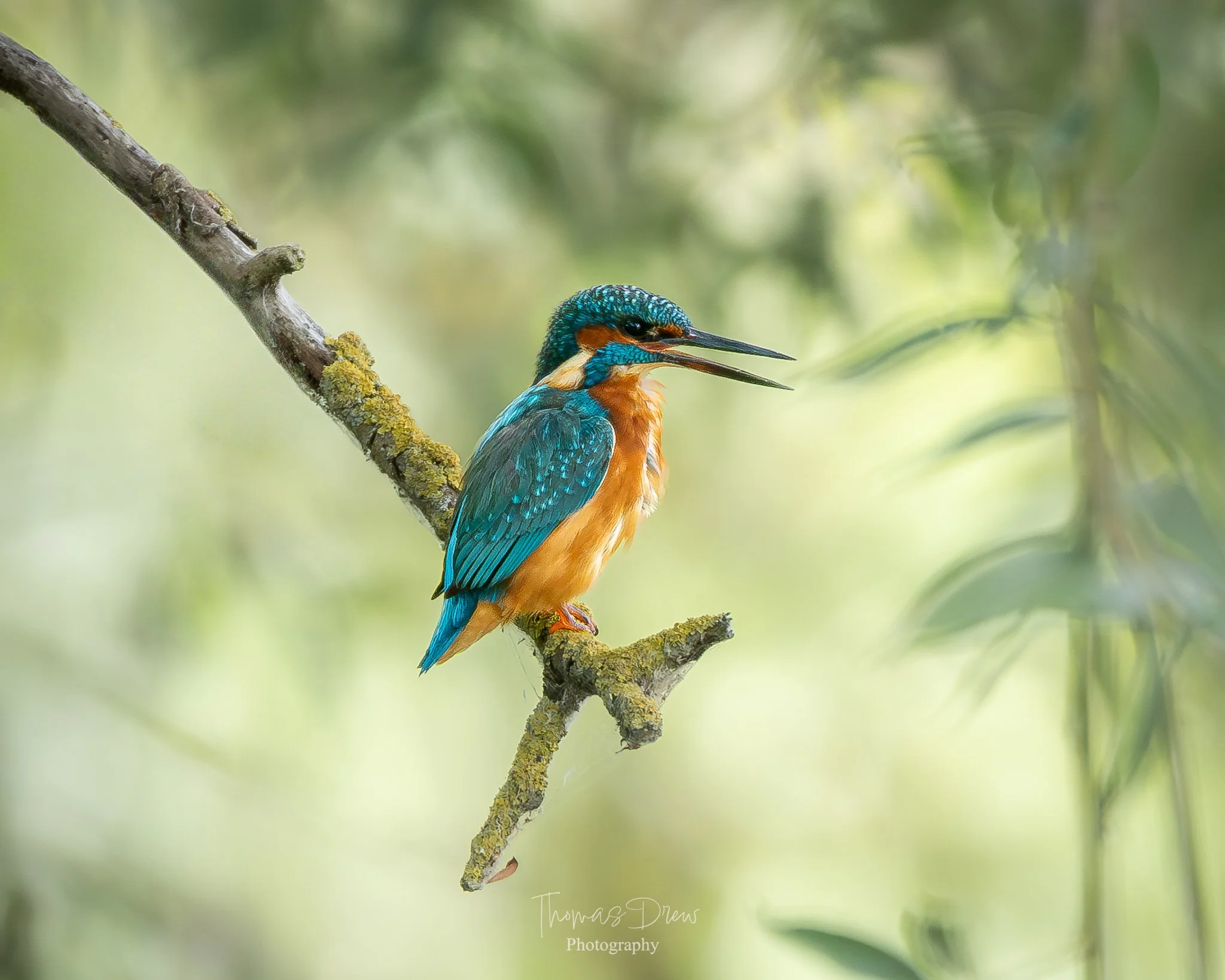 Colorful kingfisher bird perched on a branch with its beak open in a green, blurred background.