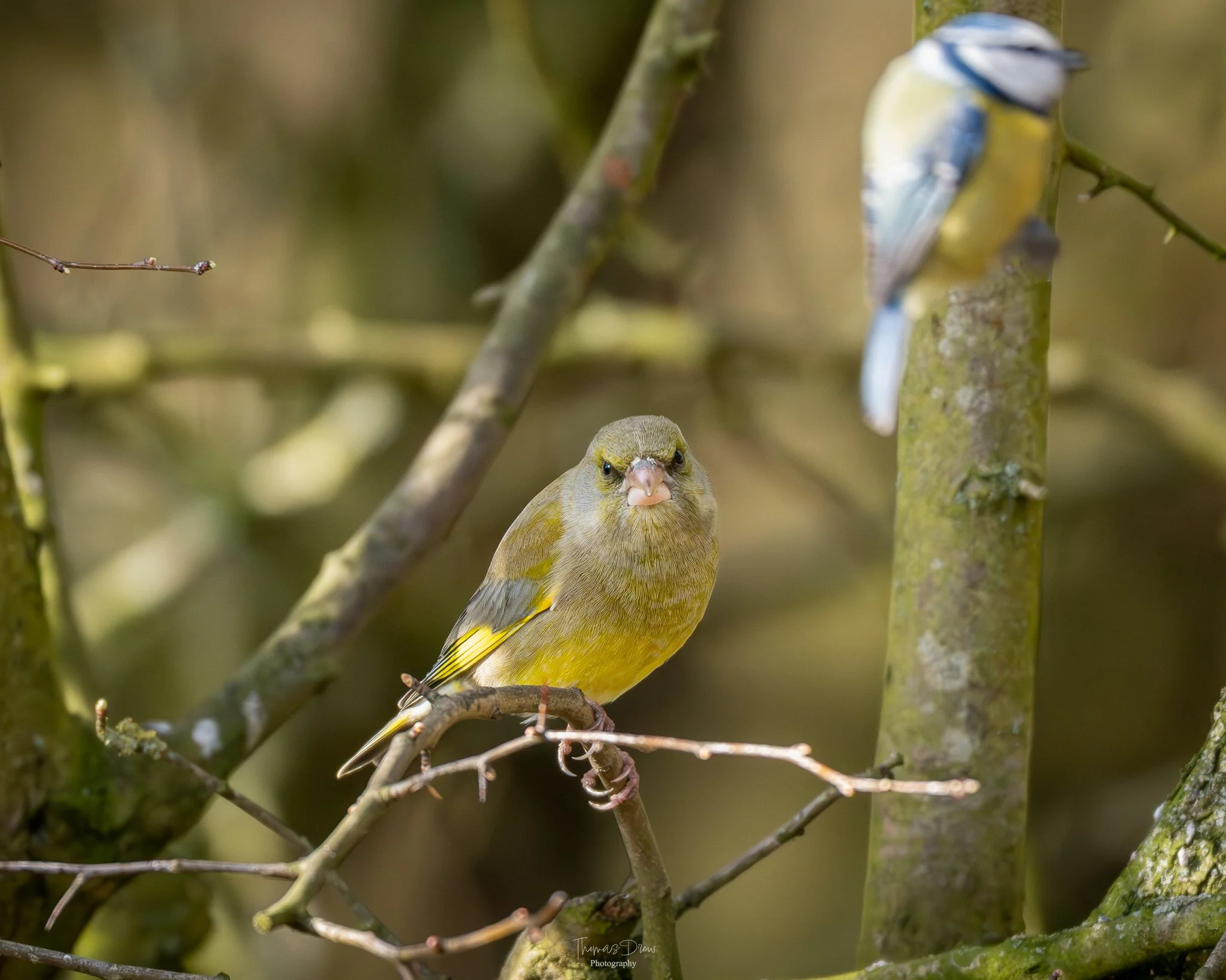 Image of a Greenfinch, a small yellow-green bird with a pale pink beak perched on a thin branch, surrounded by mossy branches, being photobombed by a Blue Tit
