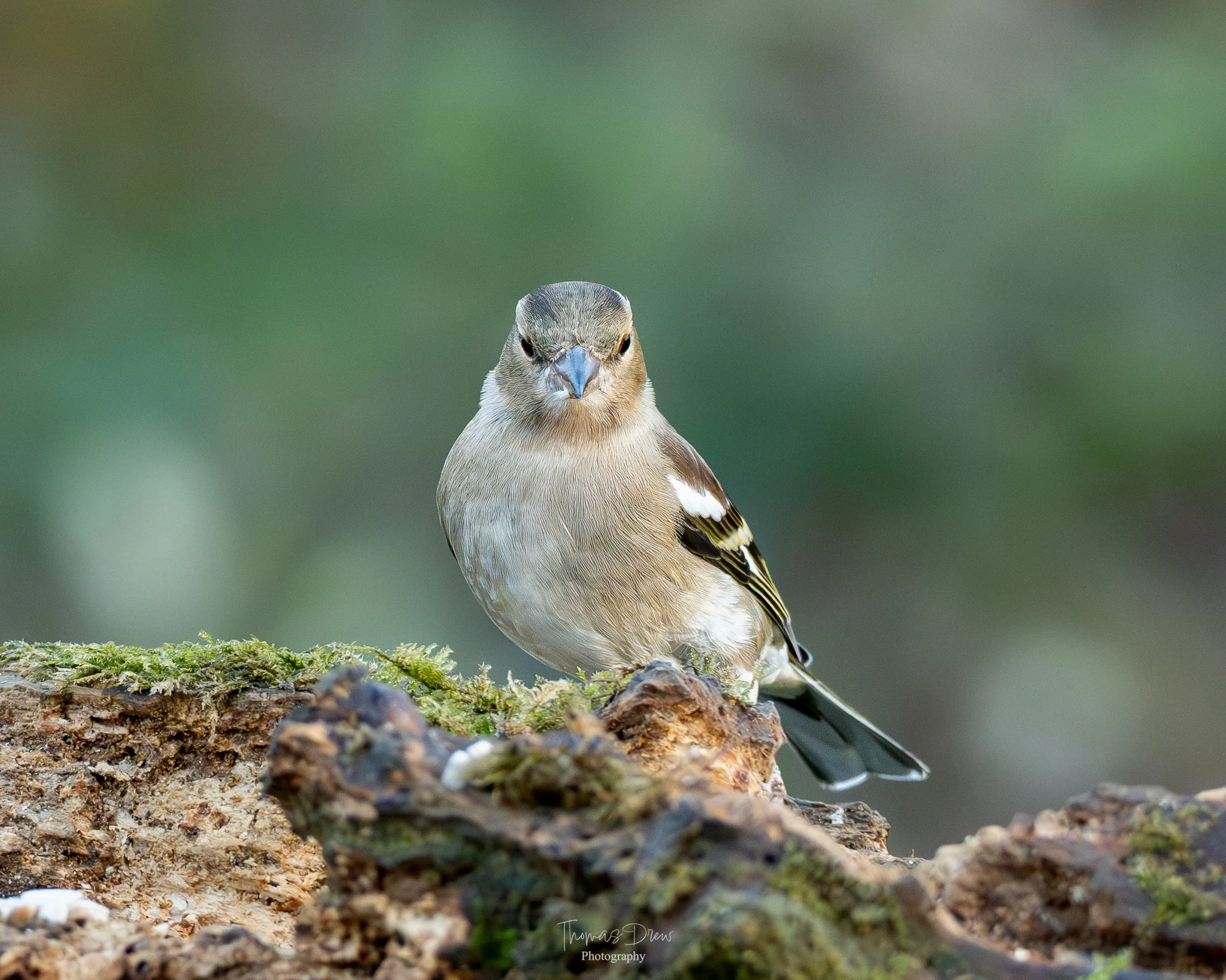 Image of a Chaffinch, a small bird with a beige and black plumage perched on a mossy log, facing forward with a blurred green background.