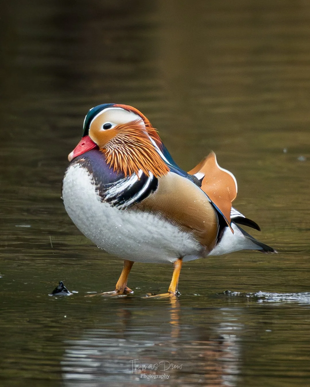Image of a colourful Mandarin duck standing in water with blurred background.